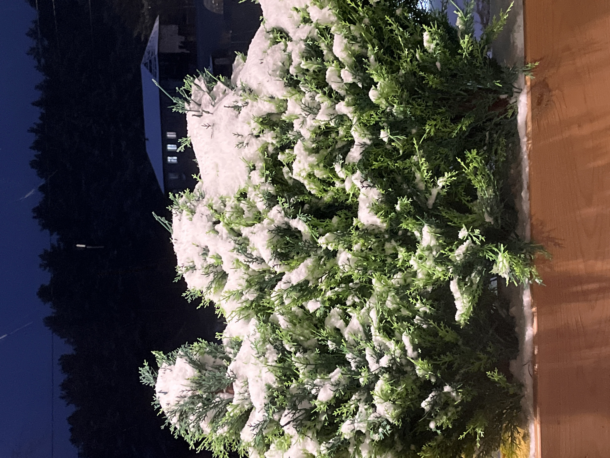 The image shows a green bush covered in snow. The bush is located near a building with lit windows in the distance and is adjacent to a wooden surface. The background is dark, suggesting it is night. The location is Izhevsk, Russia.