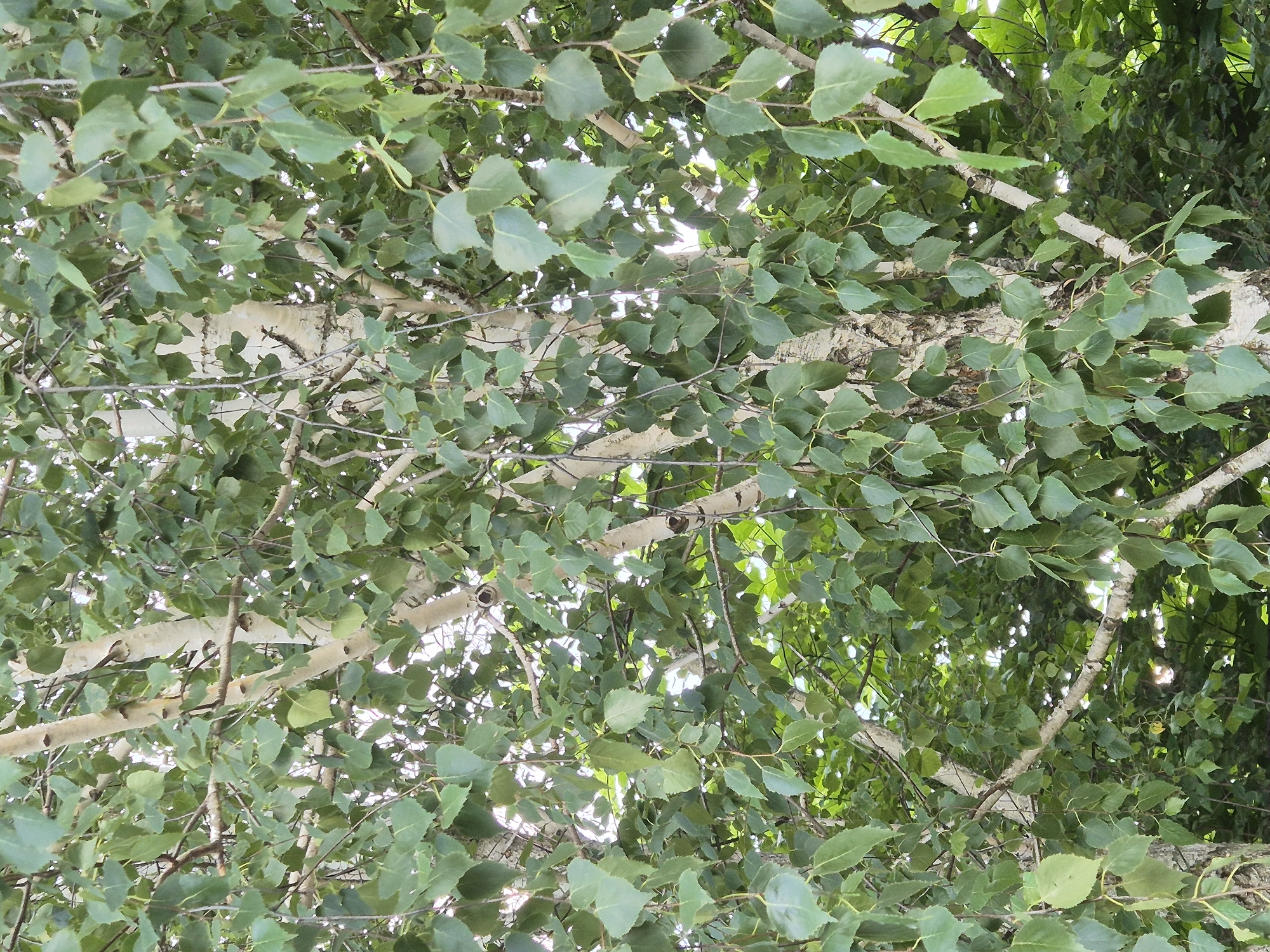 The image shows a close-up view of a birch tree with white bark and green leaves. The tree is situated in a natural setting, with other foliage visible in the background. The lighting suggests it is daytime, and the overall scene is one of a lush, green environment. No people or specific man-made structures are discernible within the frame. The image is a detailed capture of the tree's texture and density of leaves.