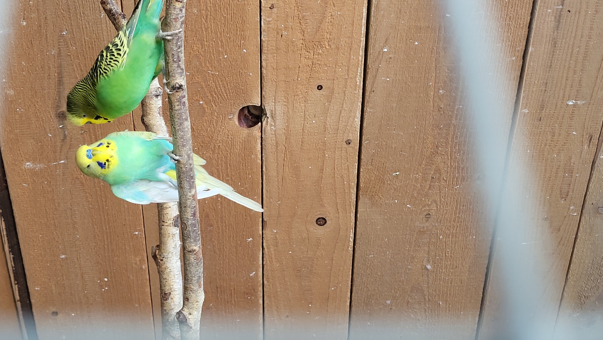 Two budgerigars are perched on a branch in front of a wooden wall. The budgerigar on the left is predominantly light blue and yellow, with some white and green. The budgerigar on the right is primarily green with black markings on its wings. The wooden wall is made of horizontal planks. There is a small, dark, round opening in the wall between the two birds. The image appears to have been taken through a blurry foreground, possibly a fence or glass. There is no information in the image to suggest a specific location in the city of Prešov, Slovakia.