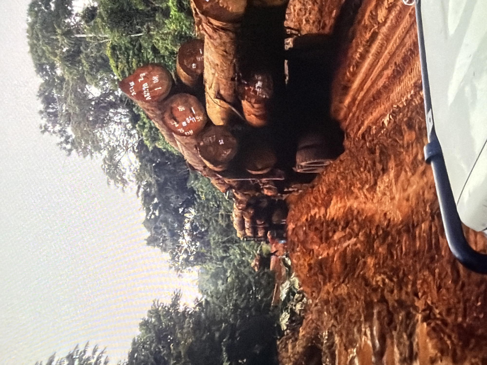 An outdoor, eye-level, medium shot shows a muddy, rutted dirt road in a forested area, with a convoy of large logging trucks carrying massive logs. The road is a deep, reddish-brown, with visible tire tracks from the heavy vehicles. Lush green trees with dense foliage line both sides of the road, with the sky visible through breaks in the canopy. The logs on the trucks are rough-hewn and appear to be of various sizes, stacked high and secured. Some of the logs have white markings, possibly identification numbers. In the distance, the road curves, and more trucks are visible, indicating a logging operation. The scene suggests a remote, possibly tropical, location. The overall impression is one of industrial activity in a natural environment.