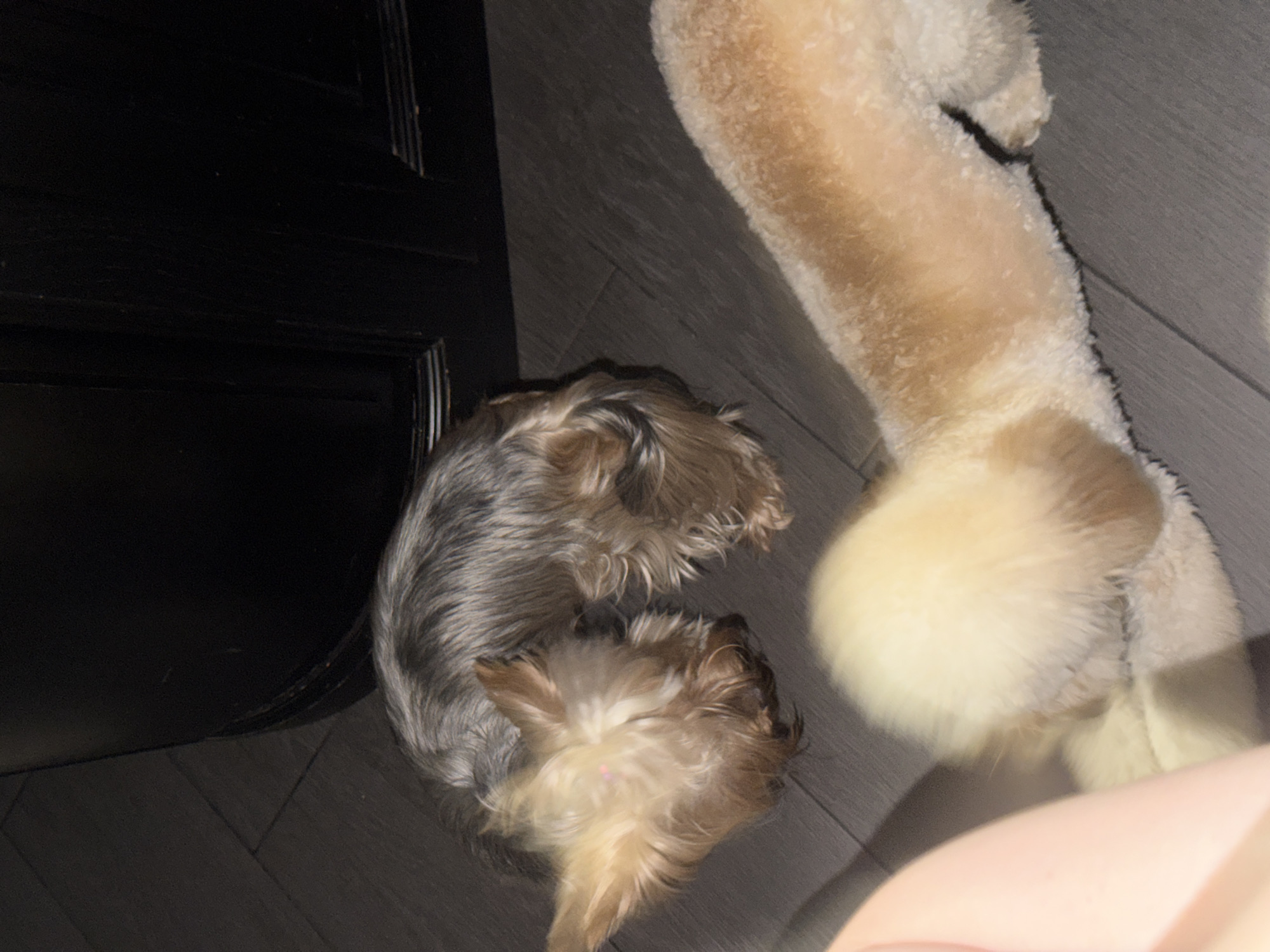A tan and white dog with a fluffy tail is lying on a dark wooden floor. A smaller Yorkshire Terrier with grey and tan fur is lying down nearby, facing the tan and white dog. A pink object is visible on the Yorkshire Terrier's head. The background is dark and out of focus, appearing to be a piece of furniture. The scene is indoors.