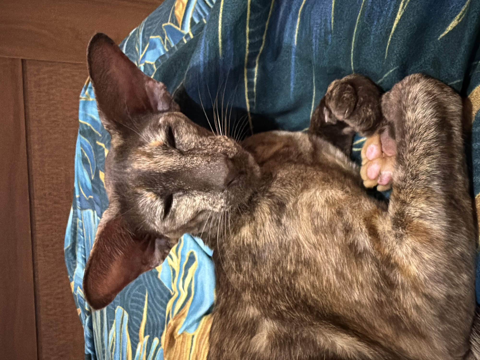 A tortoiseshell Oriental Shorthair cat lies asleep on a blue and gold patterned fabric. The cat's head is tilted to the left, and its large ears are prominent. Its paws are curled up close to its body. A portion of a wooden surface is visible in the upper left corner. The image was presumably taken indoors. The city of Chaikovsky, Russia is not visible or discernible from the image.