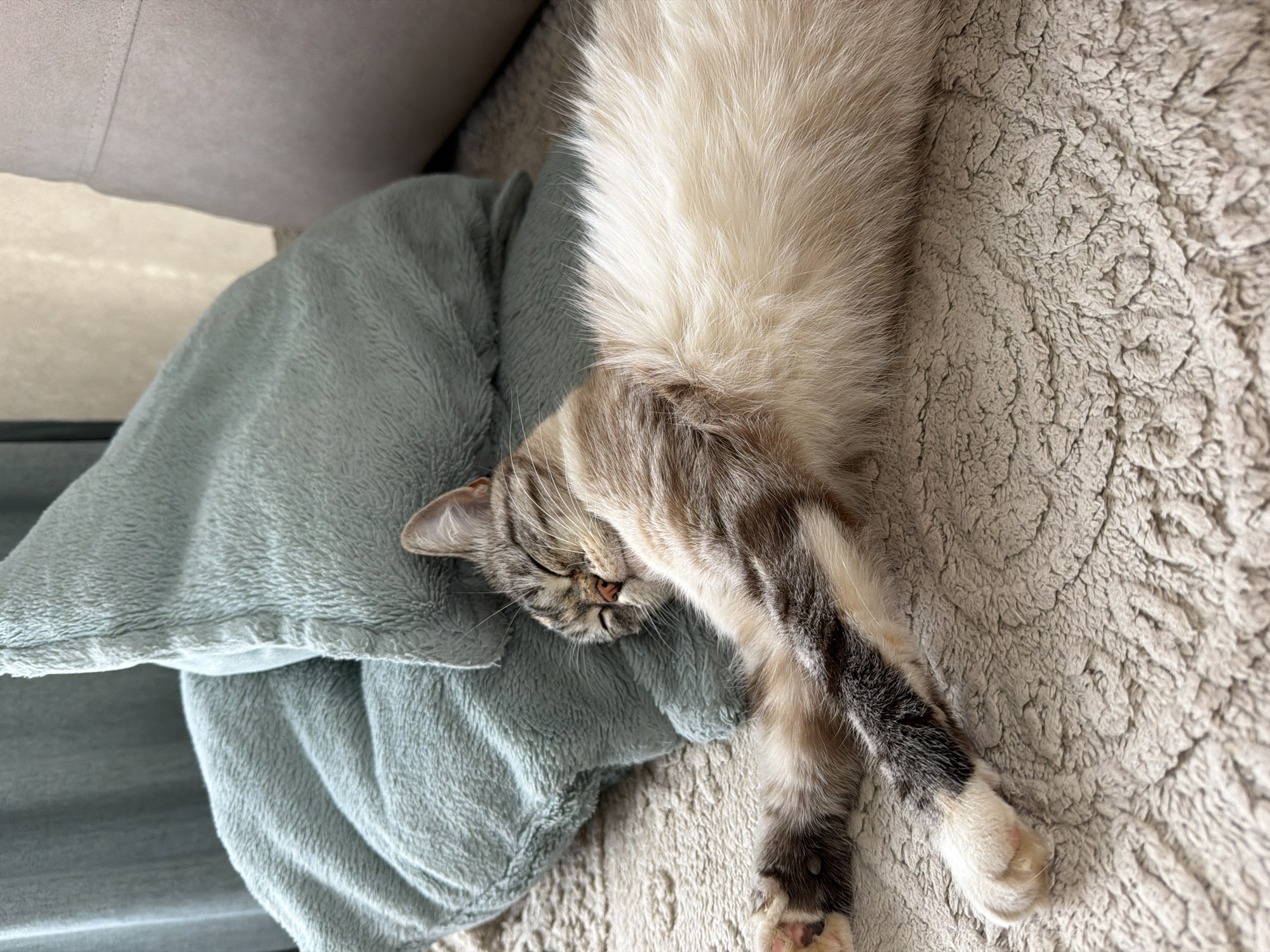 An overhead shot captures a domestic cat peacefully sleeping on its side in an indoor setting. The cat, appearing to be a tabby with distinct grey-brown stripes on its head, legs, and tail, features a soft cream to white belly and chest. Its eyes are closed, and its head rests on a plush, light blue-green blanket or cushion. One front paw is stretched out, displaying pink paw pads, while a hind paw is also visible. The cat's body lies on a textured, light beige or grey fluffy surface, possibly a rug or another blanket, which provides a soft and cozy resting place. In the upper left background, part of a beige upholstered furniture piece, likely a sofa or armchair, is visible. The lighting is soft, suggesting natural daylight, creating a peaceful and serene atmosphere. The cat appears deeply relaxed and comfortable in its sleep. No text is visible in the image. This scene takes place in Chaikovsky, Russia.