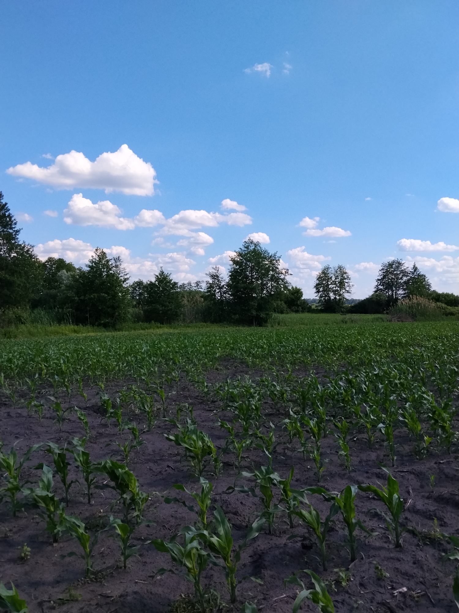 A vertical, full shot captures a young cornfield under a bright blue sky with scattered white clouds. The corn stalks, appearing to be in early growth stages, are planted in dark, tilled soil. The rows of corn extend into the distance, partially obscured by a line of trees forming a natural border at the horizon. The trees are a mix of deciduous and coniferous species, with dense foliage. The overall environment suggests a rural setting in Matyashivka, Ukraine, possibly during the daytime. There are no people or animals visible in the frame.