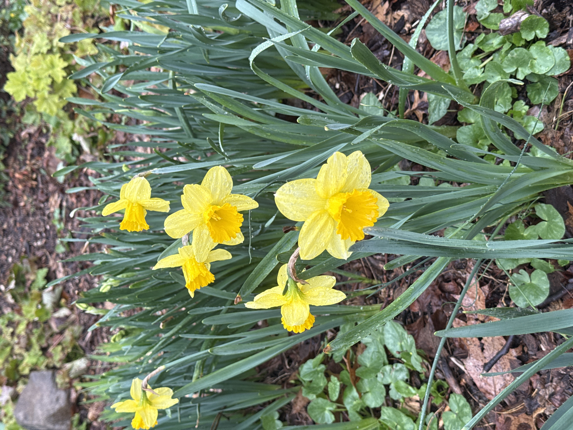 The image shows a cluster of yellow daffodil flowers growing in a garden. The daffodils are in various stages of bloom, with some fully open and others still budding. The flowers have a bright yellow color and a trumpet-shaped center. The leaves of the daffodils are long and green. The background of the image is a mix of green plants and brown mulch. It cannot be determined if the location is in the city of New York, United States of America. There are no people visible in the image.