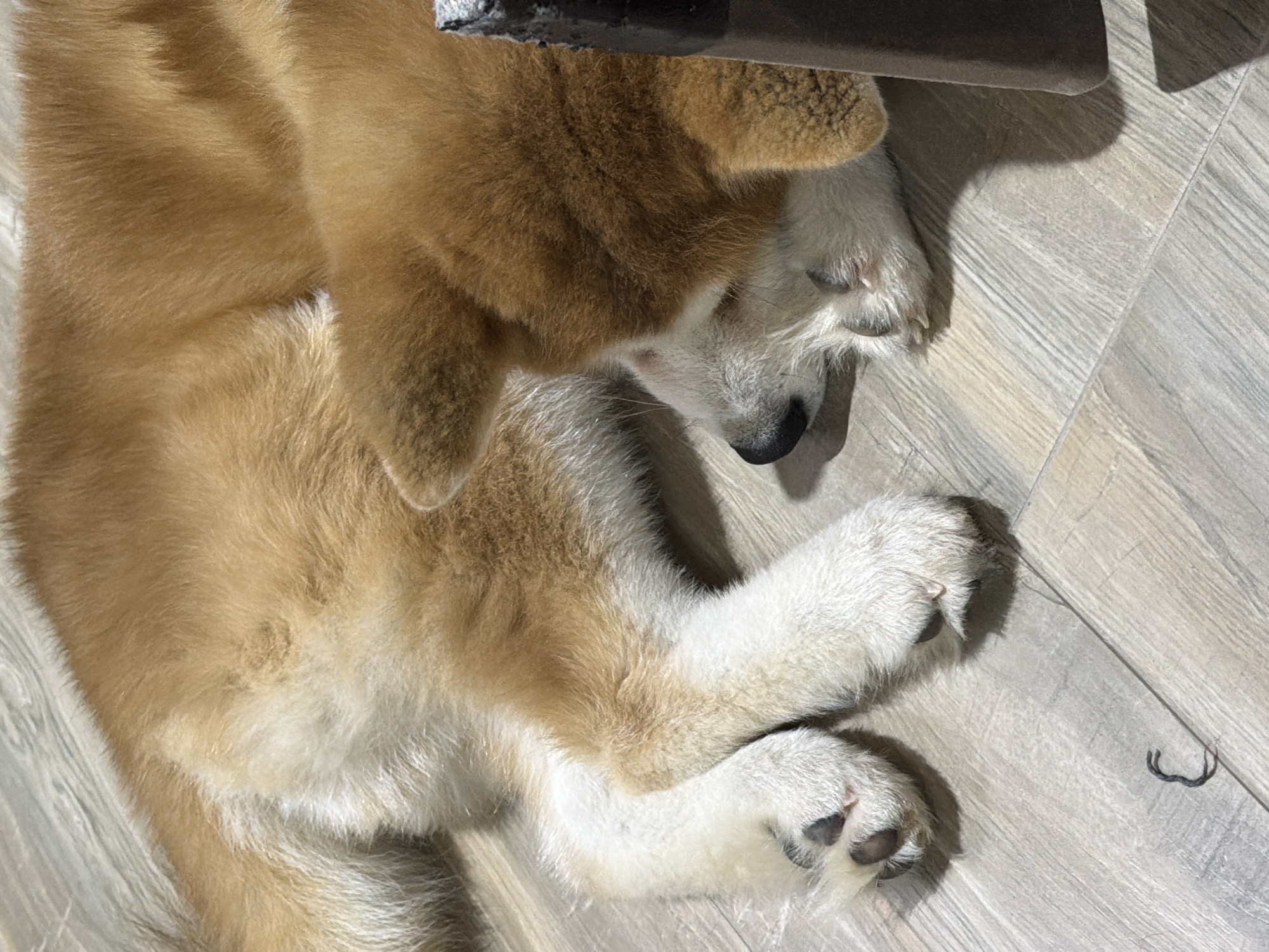 An Akita dog is sleeping on a light grey wood-look floor. The dog has tan and white fur. The dog's paws are crossed, and its face is tucked against the corner of a dark grey object. There is a black hair or thread on the floor near the dog's paws. The location is Chaikovsky, Russia.