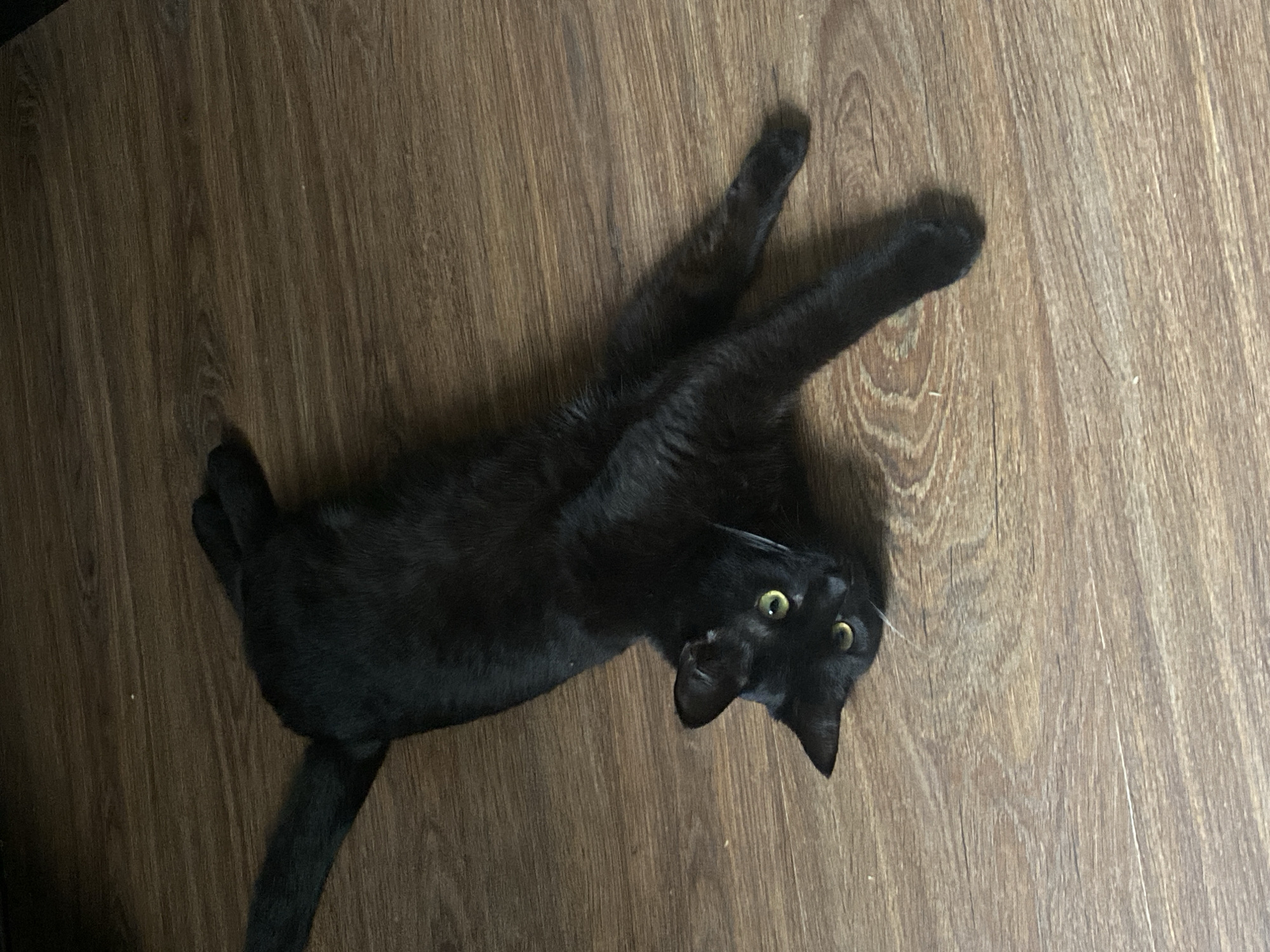 A black cat is lying on a wooden floor. The cat is on its back with its paws stretched out. The cat's eyes are open and looking up. The floor appears to be made of wooden planks. There is no evidence of the location being Izhevsk, Russia.