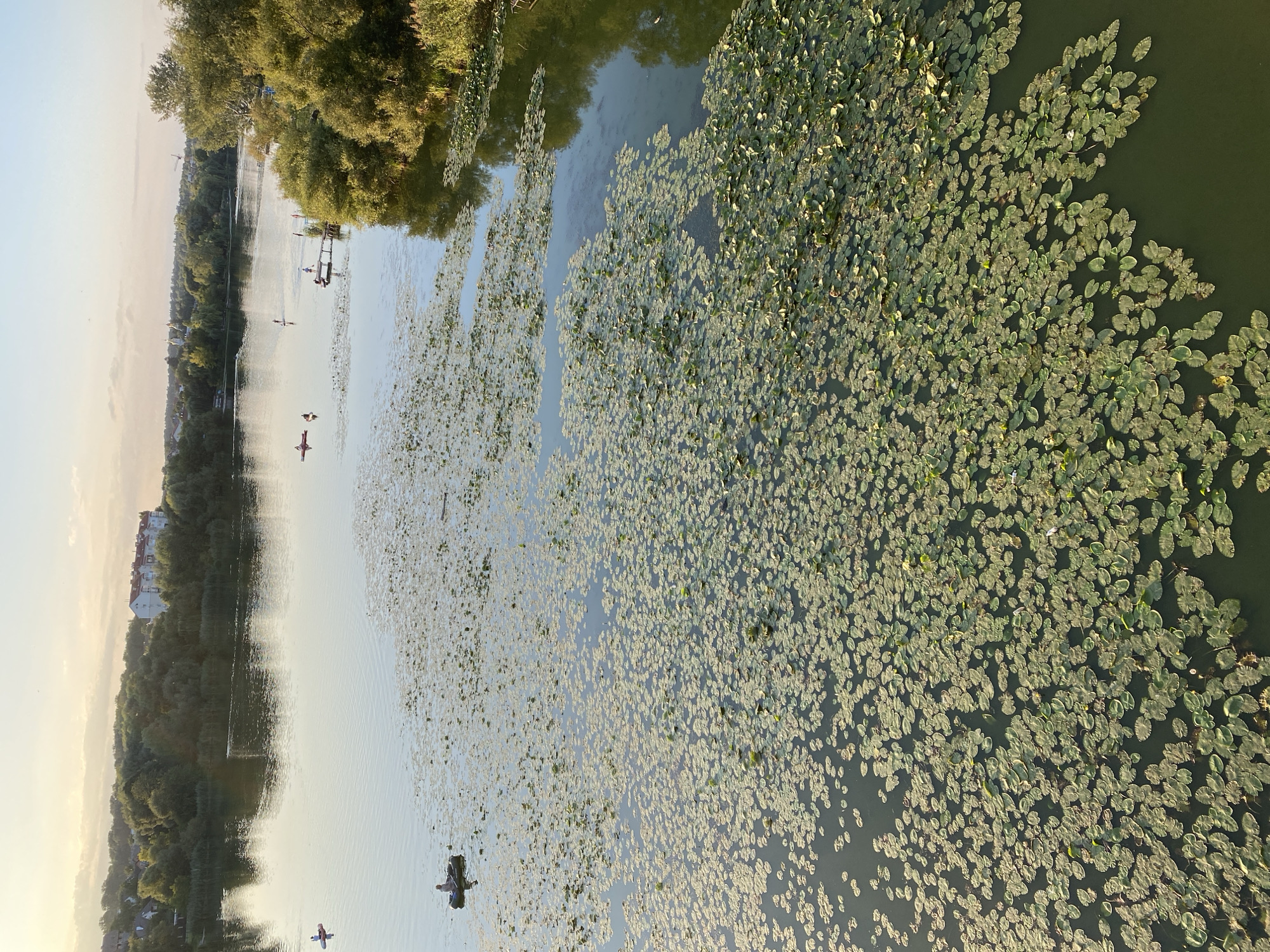 The image depicts a serene natural scene along the Southern Bug River in Vinnytsia, Ukraine, likely taken from a bridge or elevated vantage point. The river is covered with a dense carpet of lily pads, interspersed with patches of open water that reflect the pale, hazy sky. A few people are visible engaged in recreational activities on the water. In the foreground, a small inflatable boat with a person is navigating through the lily pads. Further in the distance, several individuals are paddleboarding and kayaking. The riverbanks are lined with lush green trees and vegetation, with a few buildings visible in the background, suggesting the presence of the city. The overall atmosphere is tranquil and bathed in the soft, warm light of what appears to be late afternoon or early morning.