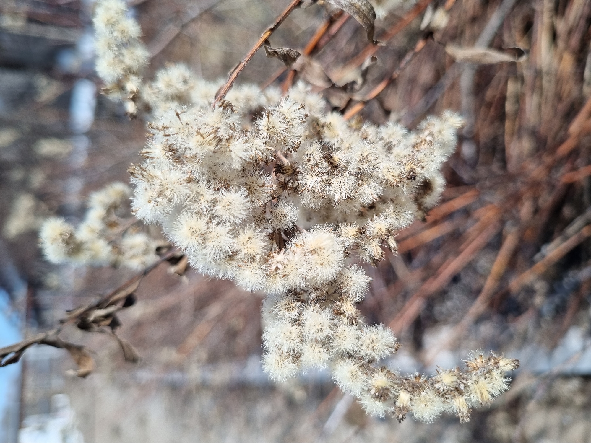 A close-up shot depicts a cluster of dried, white, fluffy seed heads of a plant, possibly goldenrod or a similar species, against a backdrop of bare, brown stems and branches. The background is blurred, suggesting a shallow depth of field. The light suggests an outdoor setting, possibly during a dry, cold season. No people or animals are visible in the frame. The image appears to be taken at ground level. Location in the city of Kemul, Russia is undetermined.