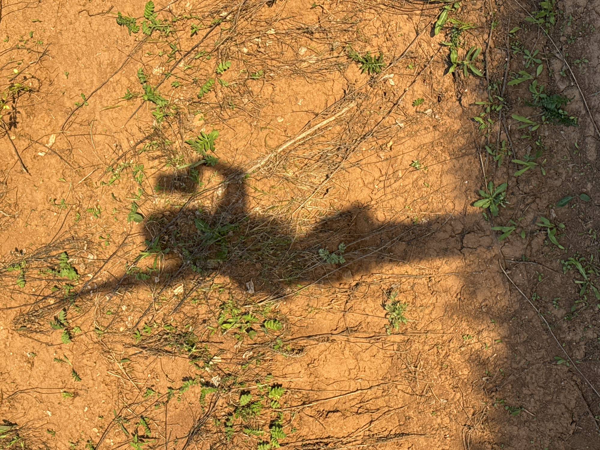 The image depicts a patch of dry, reddish-brown soil interspersed with sparse green vegetation and dried twigs. A distinct shadow of a person holding a camera is cast upon the soil. The ground is cracked in places, suggesting a lack of moisture. No other people, subjects, or objects are visible. There are no interactions taking place in the image. The location in the city of Noviy, Russia is not discernible from the provided image.
