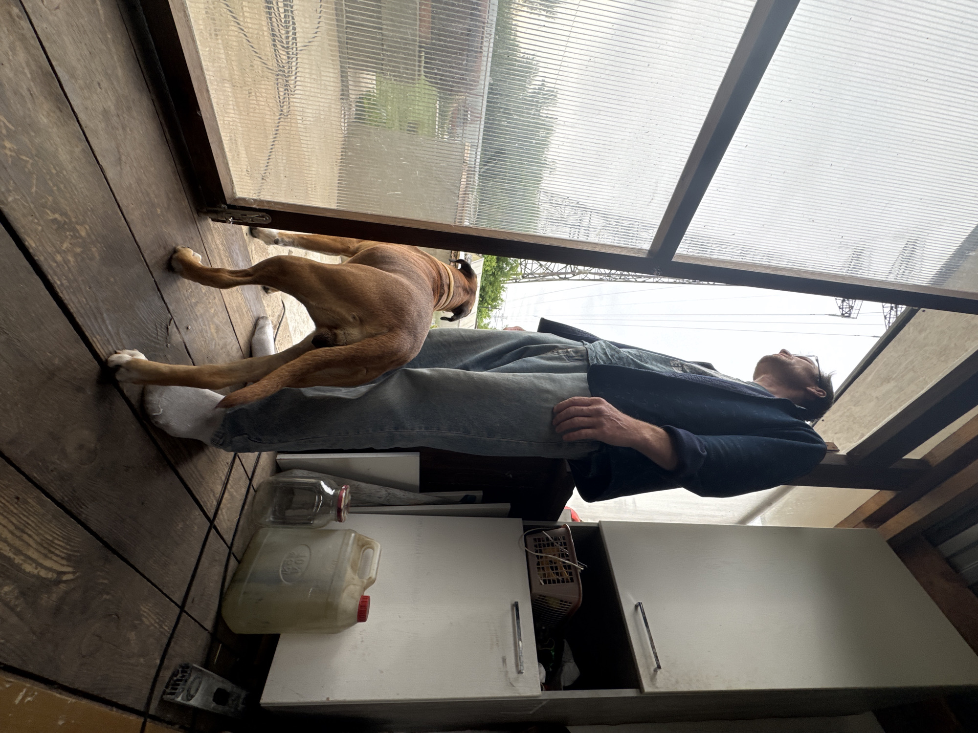 A man lies on his back on a wooden floor, his head resting on a lower shelf of a white cabinet. His eyes are open and he is looking upwards towards a transparent, ribbed roof. A brown dog stands with its front paws on the man's chest, also looking upwards. The man is wearing blue jeans and a dark blue jacket. The dog has a light-colored collar. The scene appears to be indoors, possibly a greenhouse or a covered porch, with wooden floorboards and white cabinetry. There are two plastic containers on the floor to the left of the man. One is a clear jug with a red cap, and the other is a translucent container with a red cap, containing a yellowish liquid. A glass jar with a red lid is also visible. The lighting suggests it is daytime, with the sky visible through the ribbed roof. The overall mood seems relaxed and possibly playful, given the dog's interaction with the man.