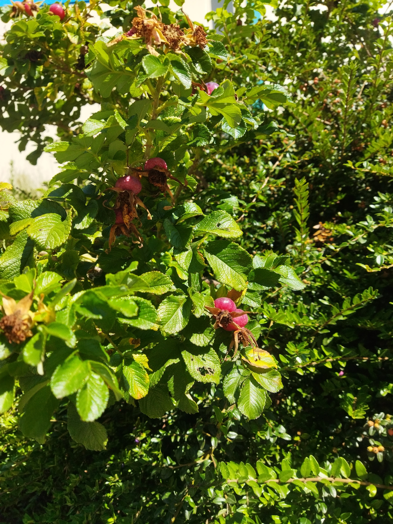 The image captures a close-up view of a rose bush with bright green leaves and several rose hips. Some of the rose hips are a deep pinkish-red, while others appear to be older and dried, with brown, shriveled petals. The bush is dense with foliage, and the sunlight casts shadows, creating a dappled effect. The background consists of more greenery and a hint of a white structure, possibly a wall or building, on the left side. There are no people or animals visible in the frame. The scene appears to be outdoors in a natural or garden setting. The specific location within Szczecin, Poland, cannot be determined from the visual information alone.