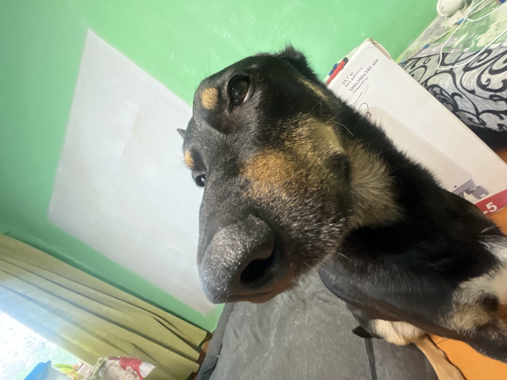 A close-up, low-angle shot shows a black and tan dog's face, looking directly at the camera. The dog's snout is prominent, with its dark nose and whiskers clearly visible. Its brown eyes are wide open, and its ears are alert. The background consists of a bright green wall and a lighter colored section that appears to be a wall or ceiling. To the left, a light green curtain hangs, partially obscuring a window. The dog is positioned over a white cardboard box, on which some text is visible. The scene is indoors, with hints of a domestic environment.