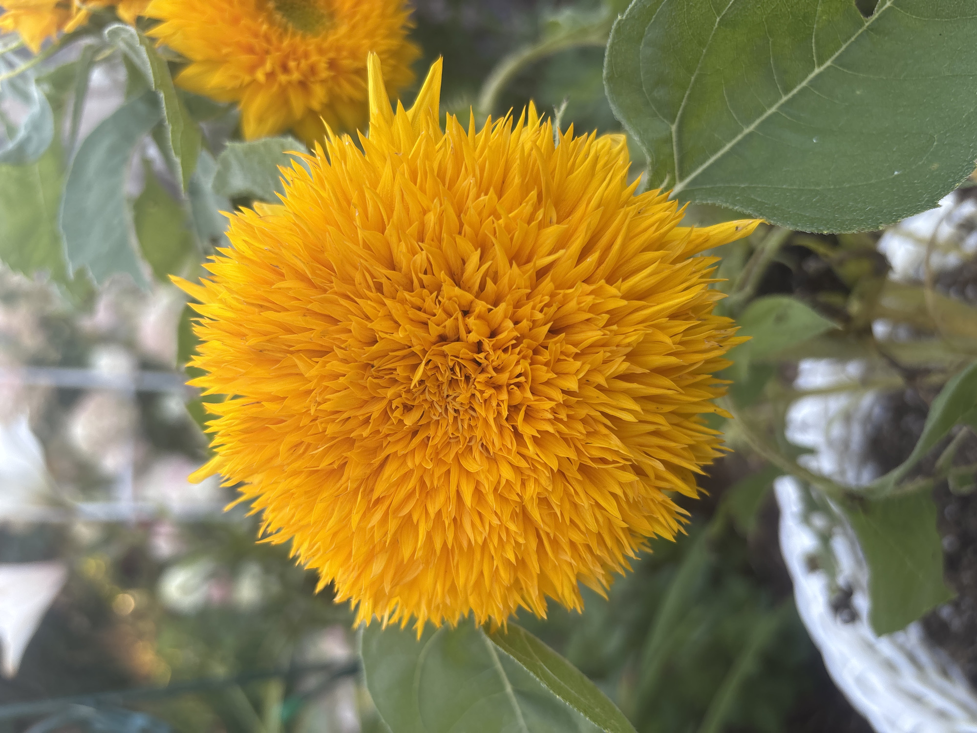 A close-up, eye-level shot captures a bright yellow, fluffy sunflower in full bloom. The sunflower's petals are densely packed, creating a textured, almost pom-pom-like appearance. A large, green leaf is visible to the right of the sunflower, with its textured surface and prominent veins clearly discernible. In the background, another slightly out-of-focus sunflower is visible, also in shades of yellow. Further in the distance, blurred foliage and a hint of a white object, possibly a pot or planter, are discernible. The overall lighting suggests it is daytime, with a soft, natural light illuminating the scene. The image appears to be taken outdoors, likely in a garden setting within Лотос Снт (марьино), Russia, given the context. There are no people or animals present in the frame.