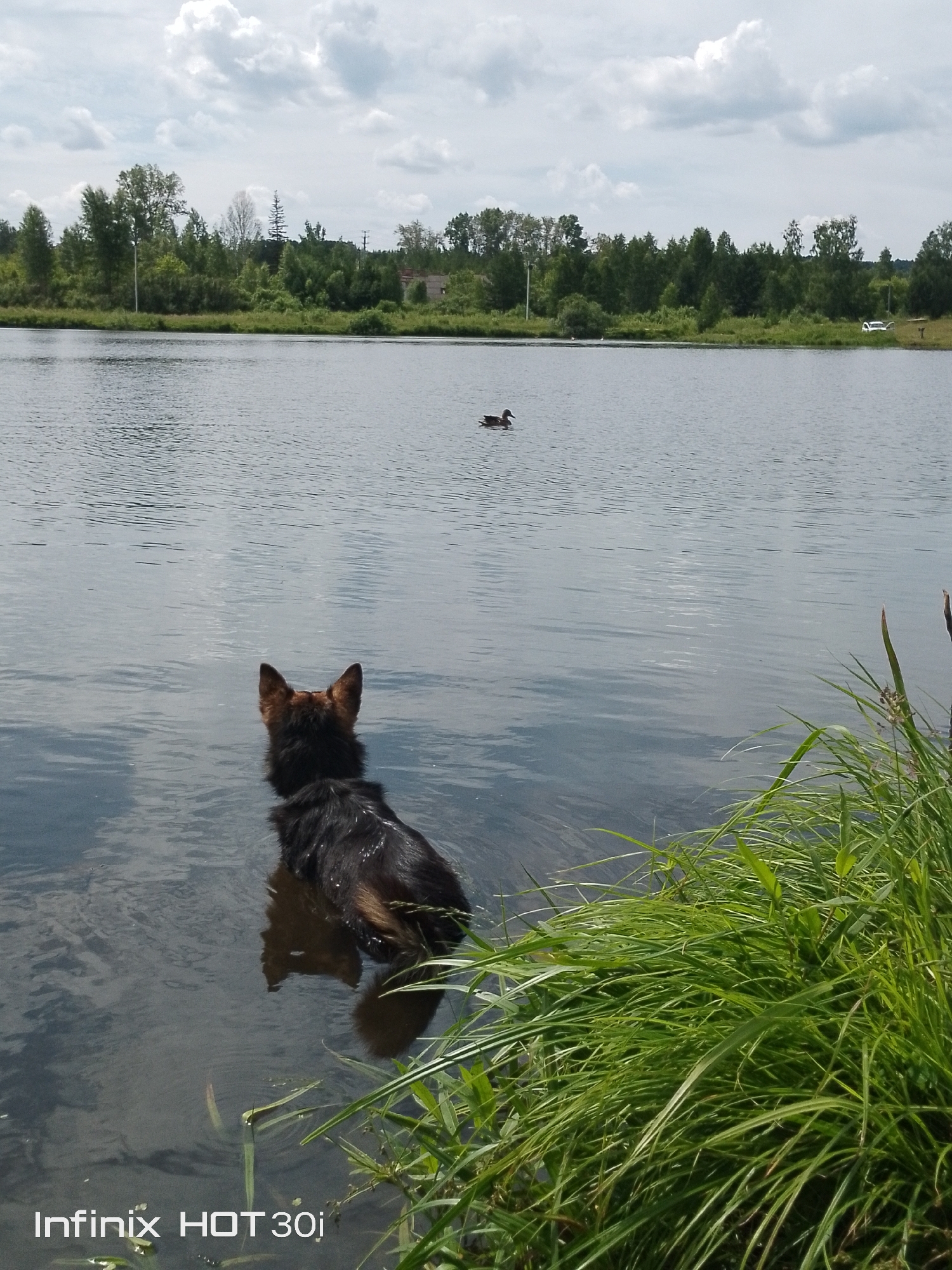 In the city of Kedrovy, Russia, a German Shepherd dog stands partially submerged in a body of water, facing away from the camera and towards a duck swimming in the distance. The dog's fur is dark brown and black, with tan markings on its back and tail. Its ears are perked and alert. The water is calm and reflects the cloudy sky above. Lush green grass grows along the bank of the water on the right side of the image. In the background, a dense line of trees borders the water, with a few buildings and power lines visible amongst them. A white vehicle is parked near the treeline. The overall environment suggests a natural, outdoor setting.
