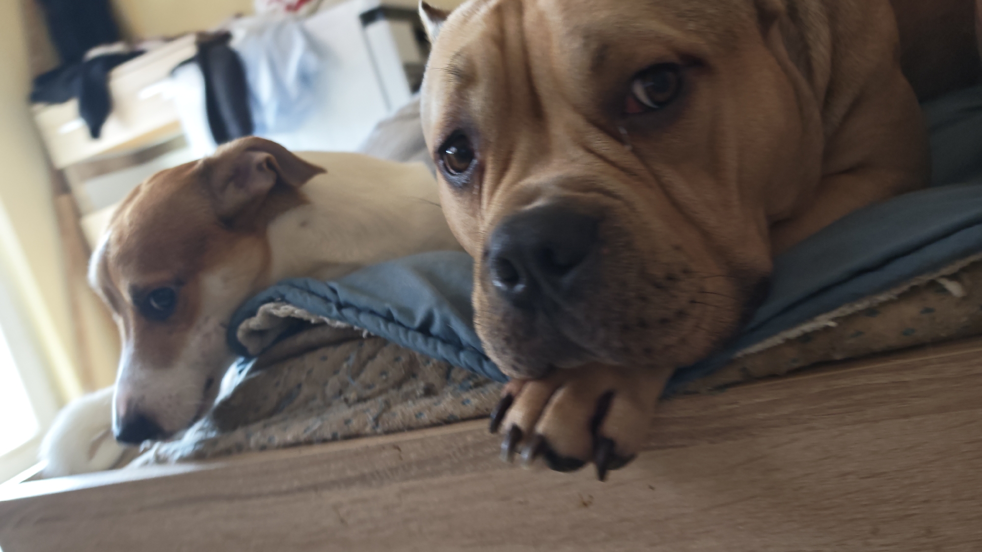 Two dogs are lying on a bed. One dog, tan with a large head, is in the foreground. The other dog, white and tan, is lying behind it. The dogs are indoors. The location is indiscernible in terms of its presence within the city of Plovdiv, Bulgaria.