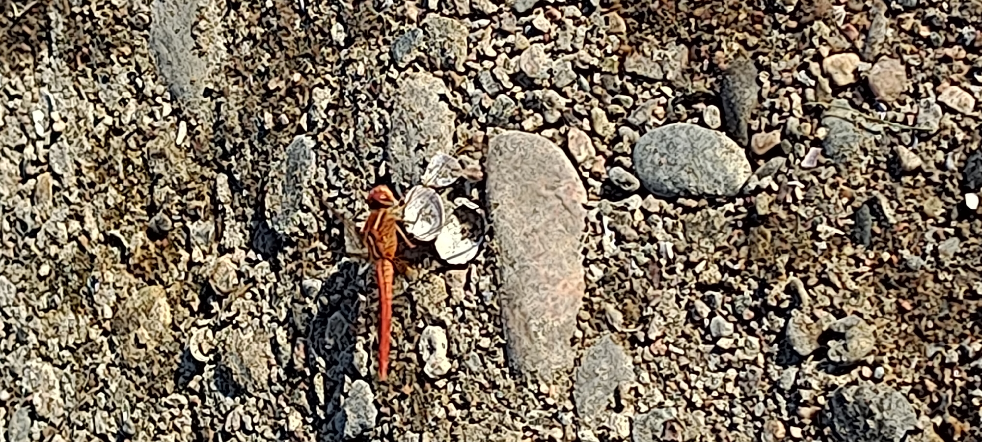 A red dragonfly rests on a patch of cracked, gravelly ground, interspersed with a few small, light-colored shells. The dragonfly's body is elongated and segmented, with delicate, translucent wings. Its head is positioned towards the right side of the frame, and its long, slender abdomen extends to the left. The surrounding ground is a mix of small stones and pebbles, varying in color from light gray to dark brown. In the upper left and lower right portions of the image, larger, smoother gray stones are visible. The lighting suggests it is daytime, with shadows cast by the stones and the dragonfly. The scene appears to be an outdoor environment.