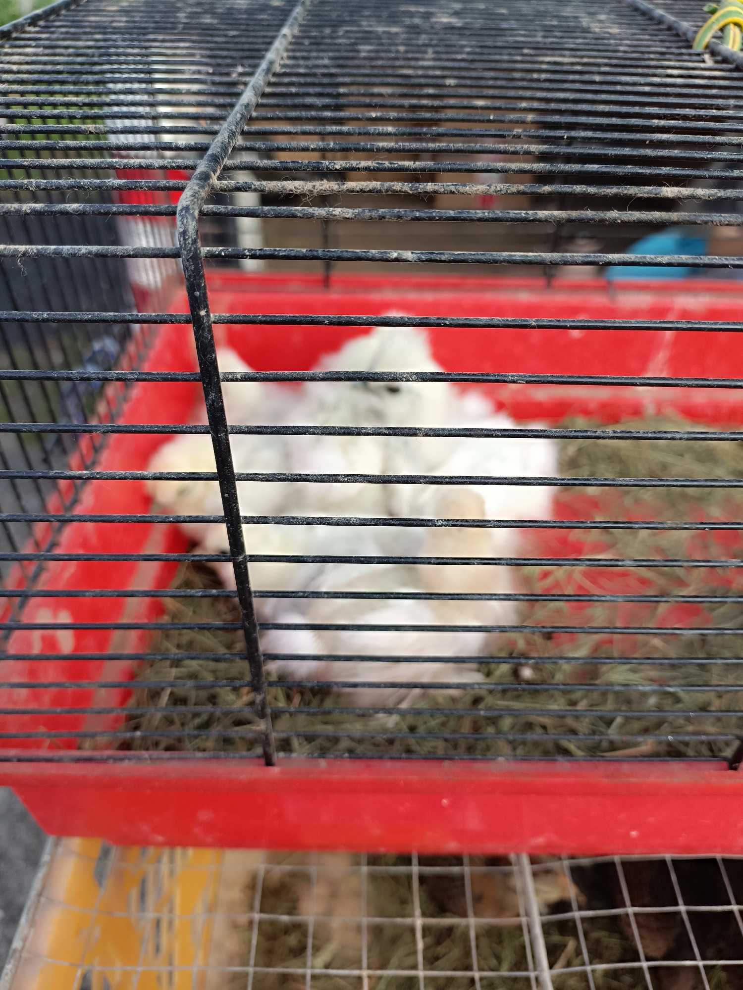 A close-up, eye-level shot shows several small, fluffy white animals, possibly chicks or young rabbits, nestled together on a bed of dried grass within a red plastic cage. The cage has a black metal grate on top, covered in dust and debris. The background is out of focus, showing some greenery and a blue object. The cage appears to be outdoors, as suggested by the lighting and the presence of dirt on the grate. The specific location in the city of Łosice, Poland, is not discernible from the image.