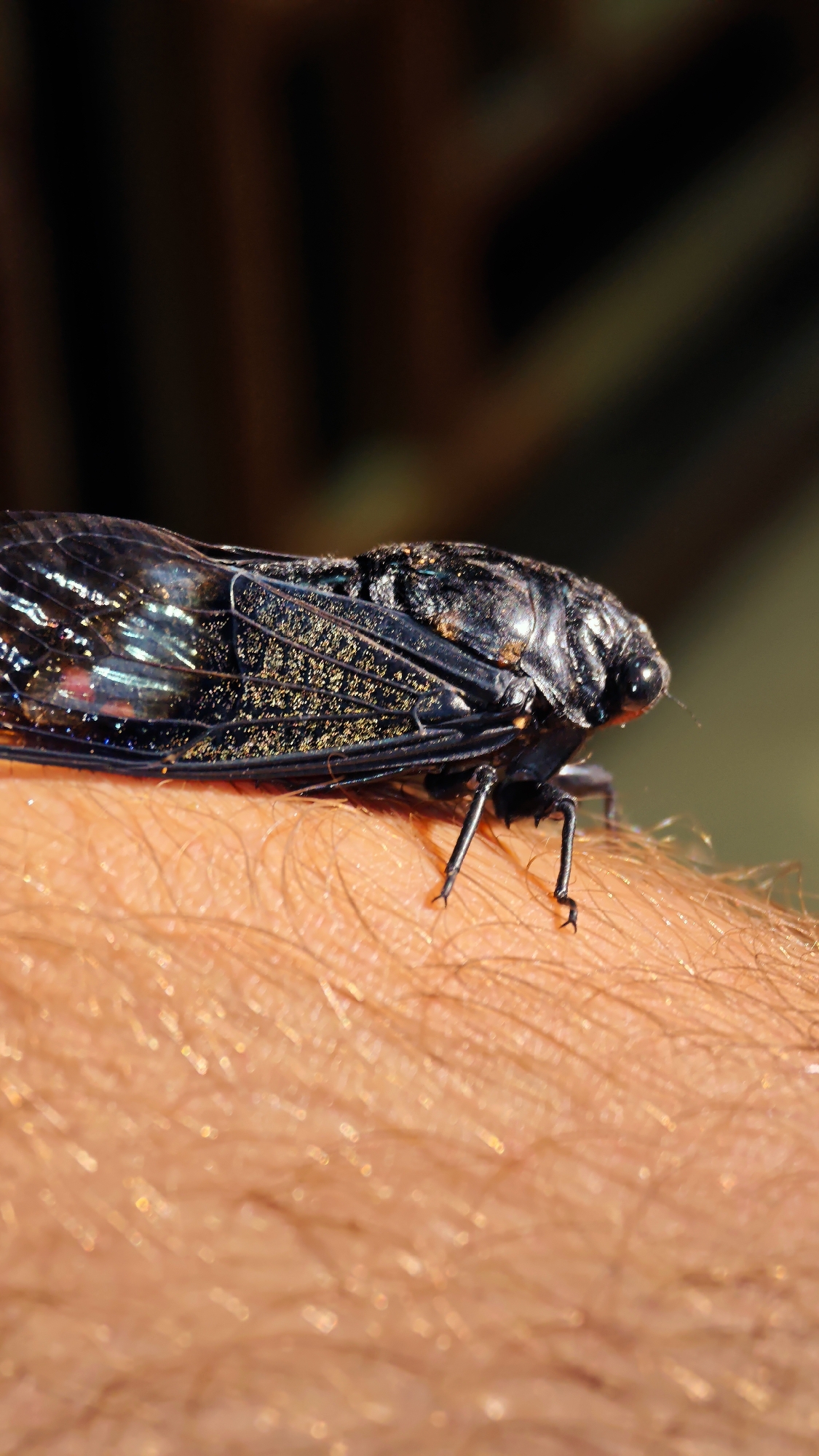 A close-up photograph captures a large cicada resting on a human arm. The cicada, the central subject, possesses a robust, dark, and subtly metallic body. Its wings are prominent, displaying sections of translucent material with iridescent blue, purple, and pink reflections. Parts of the wings are covered in fine, golden-yellow specks, possibly pollen or dust. The insect's dark, compound eyes and segmented legs, which appear to be gently gripping the fine hairs on the arm, are clearly visible.
The human arm, appearing lightly tanned, is covered with numerous fine, light-colored hairs that catch the bright natural light. The background is soft-focused, showing blurred dark and earthy tones, suggesting an outdoor, natural environment, possibly trees or foliage. The strong, direct lighting indicates that the image was taken during daytime. The scene portrays a tranquil interaction between the insect and the person. This event takes place in Thông Nguyên Commune, Vietnam. There is no visible text in the image.