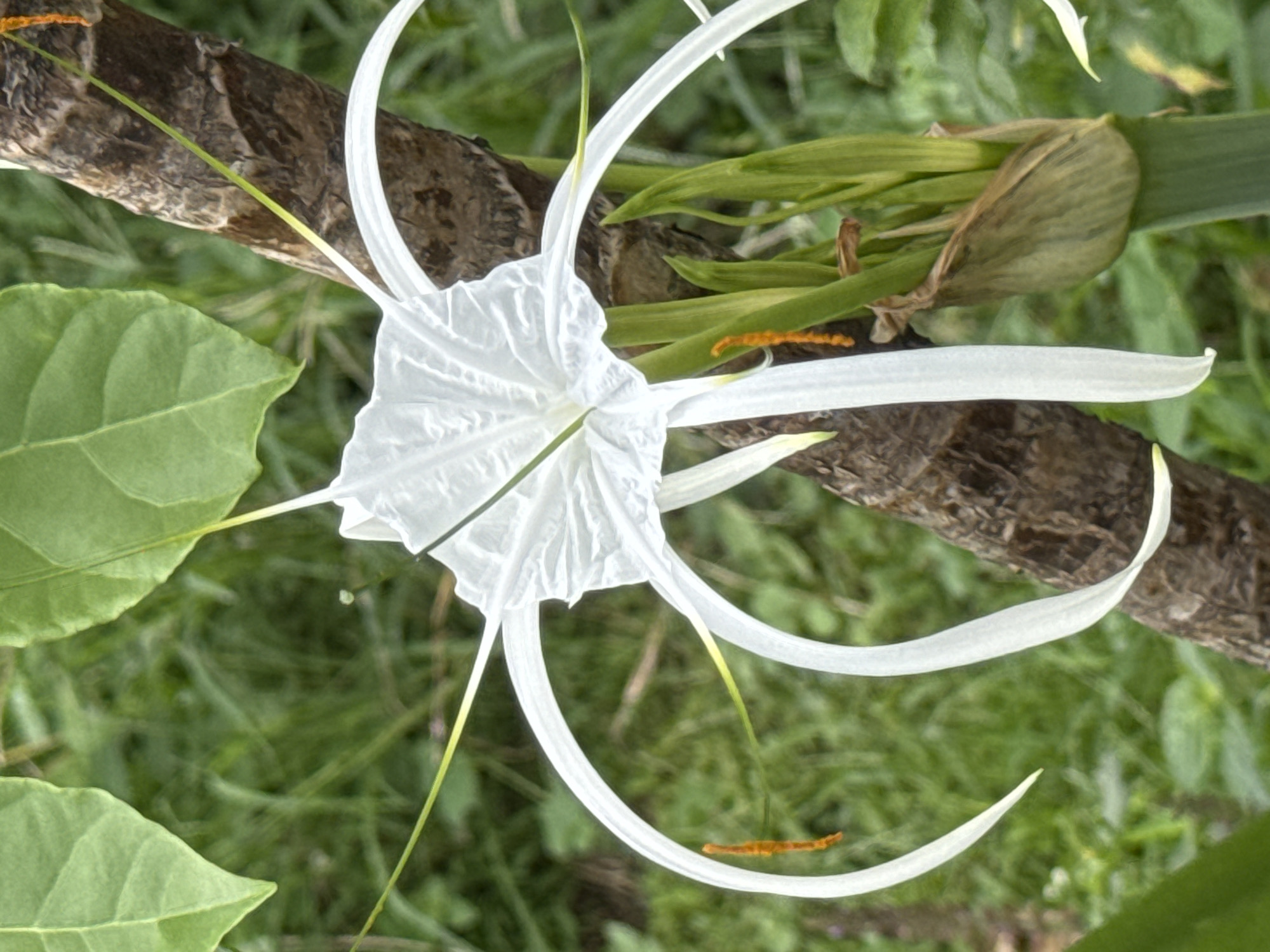 A close-up, eye-level shot showcases a delicate white spider lily in full bloom, its intricate petals and long, thread-like stamens reaching outwards. The flower is positioned against a soft-focus background of lush green foliage and a rough, brown tree trunk. The stamens, tipped with vibrant orange anthers, add a pop of contrasting color to the pristine white of the petals. The scene is set in the natural environment of Ubud District, Indonesia, hinting at a serene and tropical atmosphere.