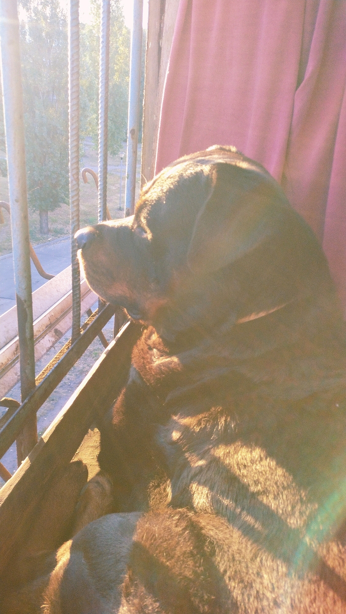 A dark-furred dog, likely a Rottweiler or similar breed, rests on a wooden surface, possibly a balcony or windowsill, in what appears to be Horishni Plavni, Ukraine. The dog is facing to the left, with its head in profile. The scene is illuminated by bright sunlight, creating lens flares and casting long shadows across the dog's fur, highlighting its texture.
Behind the dog, vertical metal bars, likely part of a railing, are visible. Through the bars, a blurry view of trees and a street can be seen, suggesting an outdoor urban environment. A pale pink curtain hangs to the right, obscuring part of the background. The overall impression is a candid shot capturing a moment of quiet observation by the animal, bathed in the warm light of sunrise or sunset.