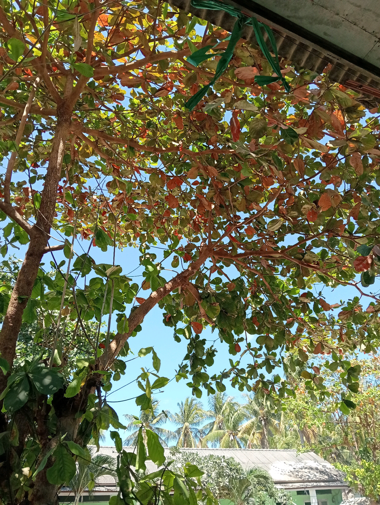 A low-angle shot looks up through the branches of a large tree with a thick trunk and reddish-brown bark. The tree has abundant leaves, some of which are green, while others have turned shades of orange and red, suggesting a change of season or natural coloration. The branches are spread out, allowing a clear view of the bright blue sky behind them. In the upper right corner of the image, a section of a corrugated metal roof is visible, with a green fabric ribbon tied to it. In the background, beyond the tree's foliage, a cluster of palm trees and a distant building with a gray, corrugated metal roof can be seen. The scene is set in the city of Pagerungan Kecil, Indonesia.