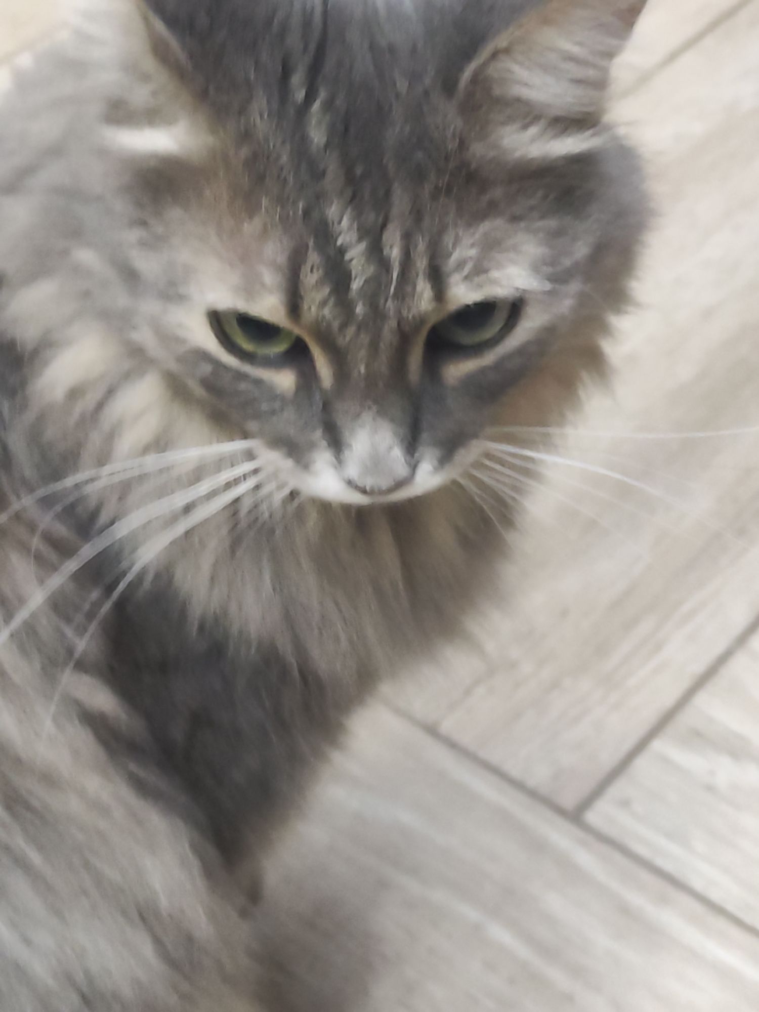 A close-up shot captures the head and upper body of a long-haired cat, primarily featuring its facial details. The cat has a dense, shaggy coat with a mix of grey, silver, and darker tabby stripes. Its prominent features include bright green eyes, a small pinkish-grey nose, and long, white whiskers that fan out from its muzzle. The cat is looking downwards and slightly to the left of the frame, giving it a focused or contemplative expression. Its ears are visible at the top, blending into its fur. The background consists of light-colored, wood-look floor tiles, suggesting an indoor setting. The focus is sharpest on the cat's eyes and nose, with a slight blur evident in the fur and the background, indicating a shallow depth of field. No text is visible in the image.