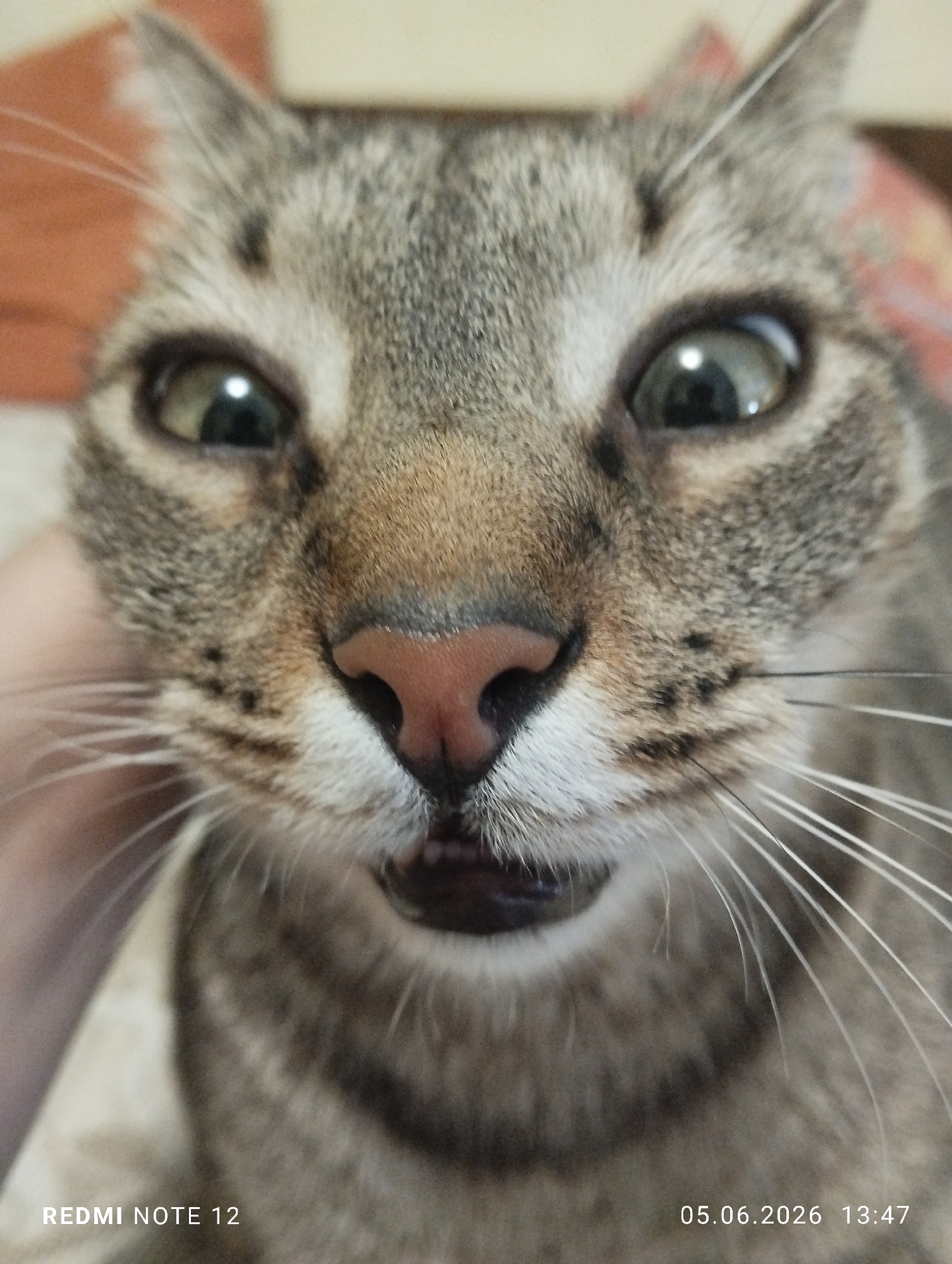 A close-up, eye-level shot captures the face of a domestic tabby cat, likely in Burgas, Bulgaria. The cat, primarily grey and brown with distinct stripes, gazes directly at the camera with wide, green-yellow eyes and dilated pupils, conveying an expression of curiosity, surprise, or alertness. Its pink nose is prominent, and numerous long white whiskers fan out from its muzzle. The cat's mouth is slightly agape, revealing a hint of its lower lip and possibly teeth. On the left side of the frame, a blurry, light-colored shape, possibly a human hand or finger, is visible near the cat's cheek, suggesting an interaction or petting. The background is softly blurred with warm, muted tones, indicating an indoor setting.
Visible text includes a watermark "REDMI NOTE 12" in the bottom left corner, and a timestamp "05.06.2026 13:47" in the bottom right corner, specifying the date as June 5, 2026, and the time as 1:47 PM.