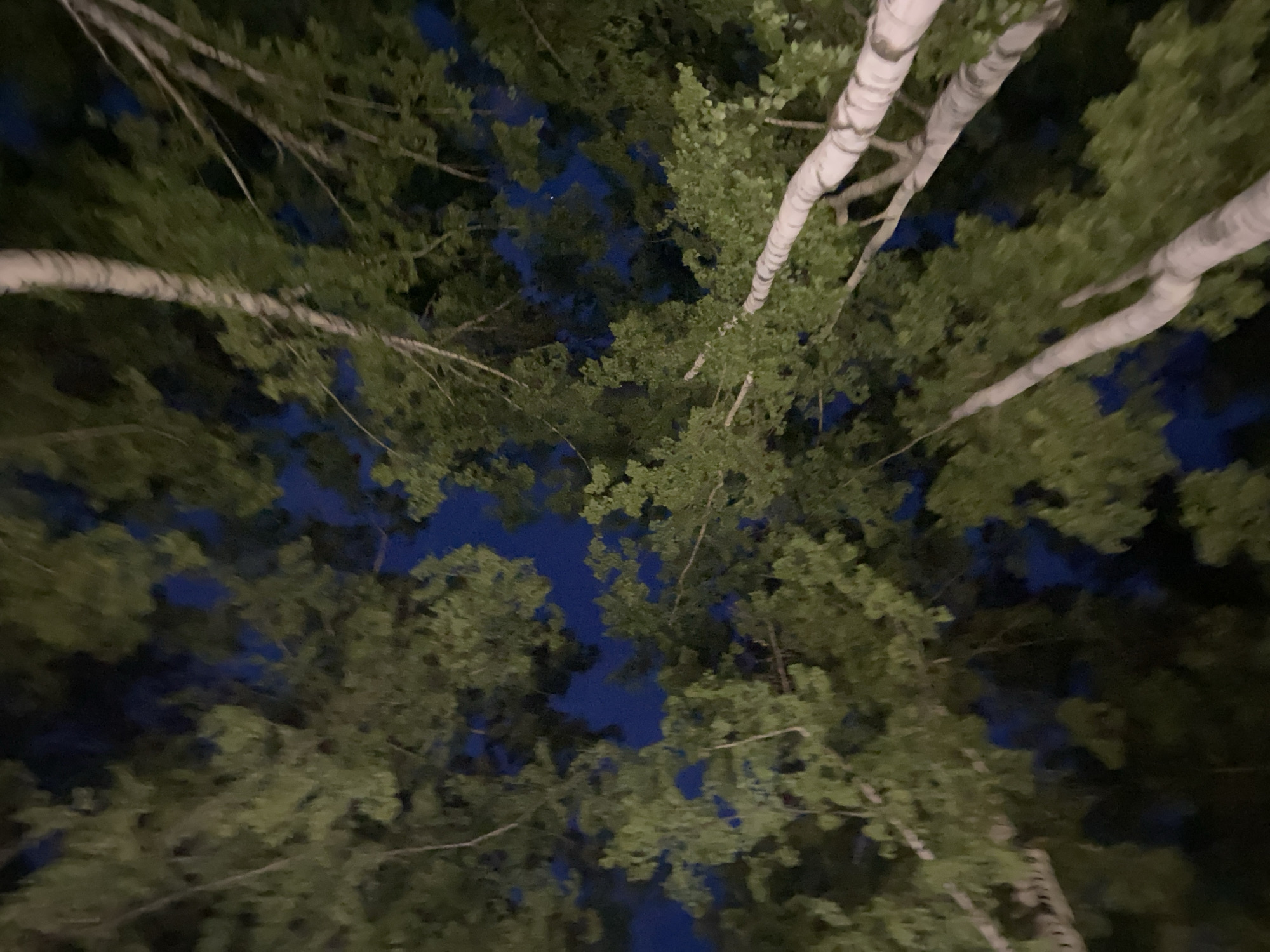 The image is a low-angle shot looking up through the canopy of several trees against a dark blue, night sky. The trees appear to be deciduous with abundant green leaves, and some have distinct white trunks with dark markings, possibly birch trees. The lighting suggests it is dusk or nighttime. No people or specific identifiable structures are visible. The scene is natural and appears to be outdoors. It is impossible to determine the specific location within Votkinsk, Russia, from this image alone.