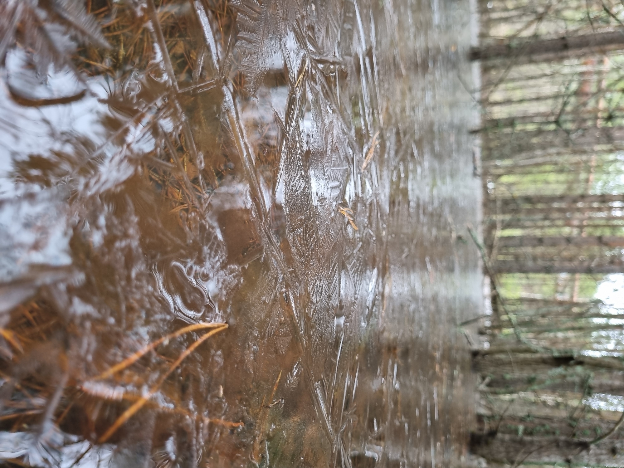 A patch of frozen water, likely a puddle, displays intricate ice crystal formations with included fallen pine needles. The ice is partially melted, revealing the brown water underneath. The right edge of the frame shows blurred background details including branches and trees. It is not possible to confirm that the location is in Kemul, Russia. There is no information available about people, subjects, objects, actions, or interactions.