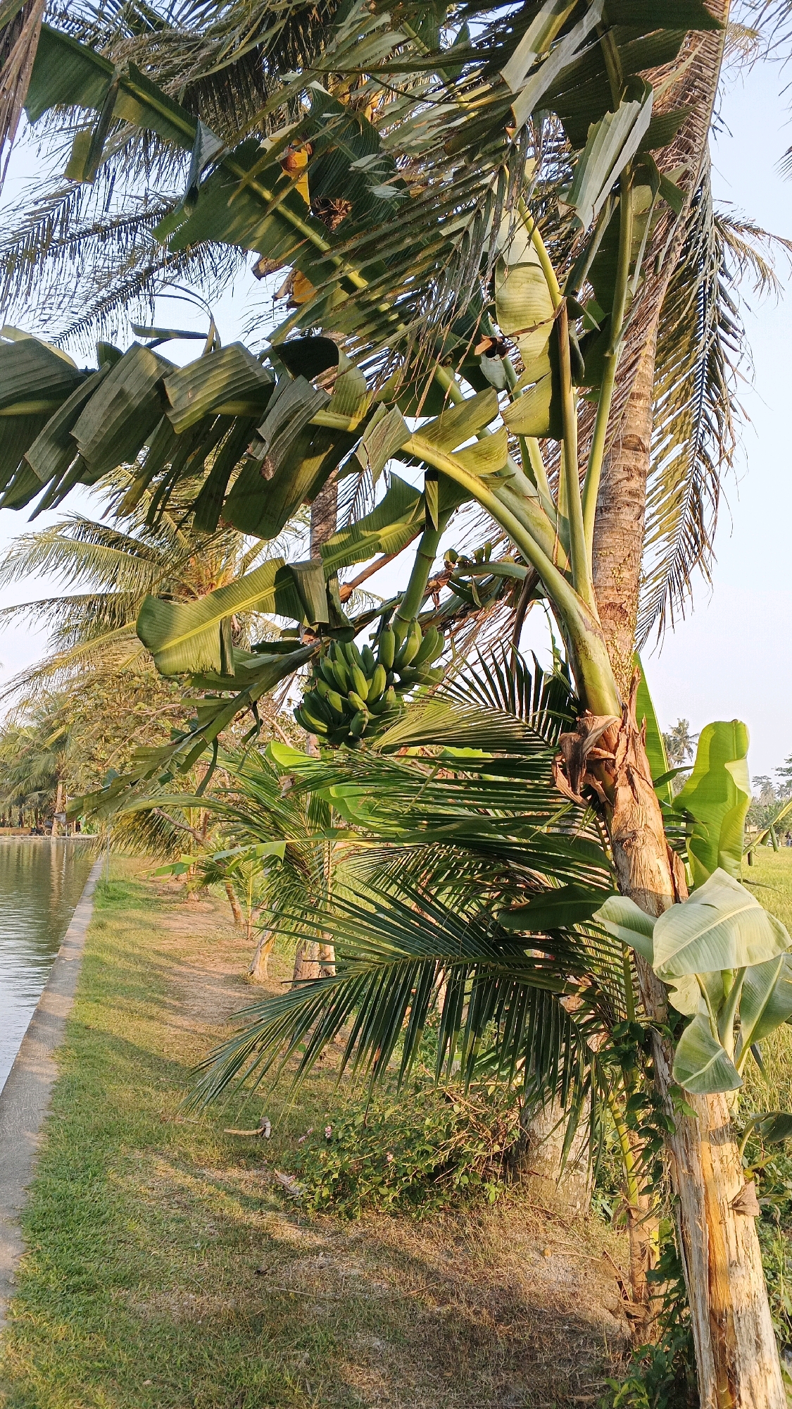 The image depicts a cluster of green bananas hanging from a banana tree, positioned in the foreground. The banana tree is located next to a palm tree, and both are situated near a body of water with a concrete edge. The surrounding area is covered in grass and other vegetation. In the background, more palm trees and a clear sky are visible. The scene is illuminated by warm, golden sunlight, suggesting it was taken during either sunrise or sunset. The overall atmosphere is tranquil and natural, characteristic of a rural or park-like setting in Minggir, Indonesia. There are no people or animals visible in the image.