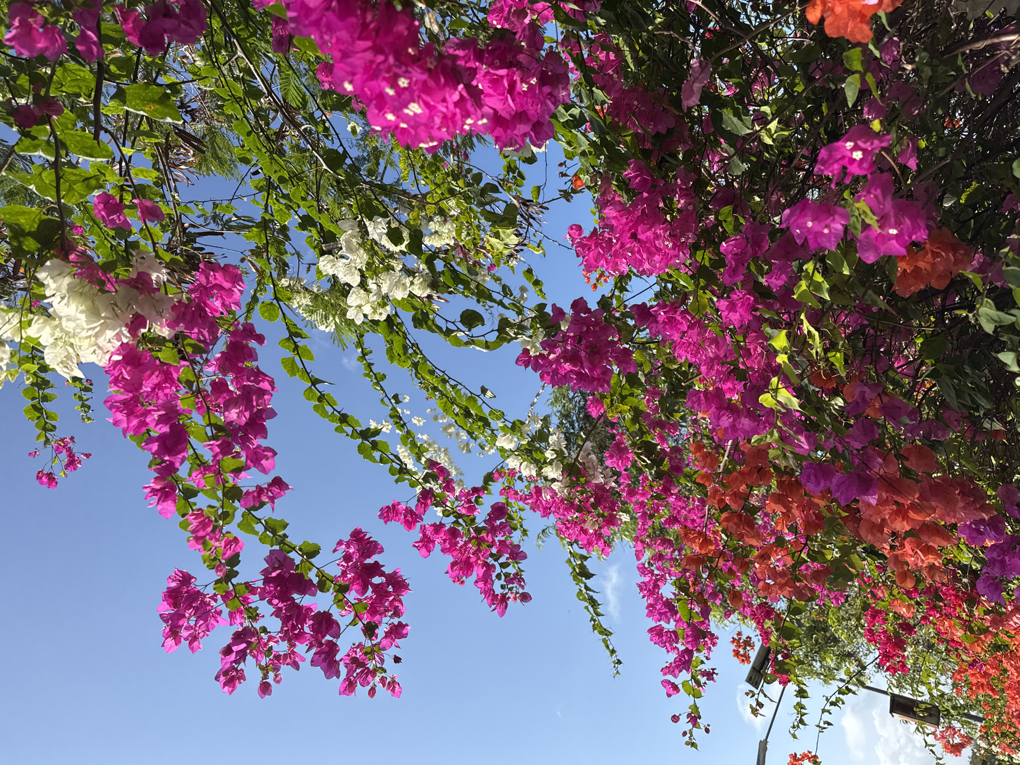 The image shows a vibrant display of bougainvillea flowers in various shades of pink, fuchsia, and orange against a clear blue sky. The flowers are abundant, with many clusters hanging from branches, creating a lush and colorful canopy. Green leaves are interspersed among the blossoms, adding to the natural beauty of the scene. In the lower left corner, a lamppost is partially visible, suggesting an urban or roadside setting. This natural floral display is situated in Kuta Selatan, Indonesia, known for its tropical climate and lush vegetation. The scene captures the essence of the region's natural beauty, likely a common sight along streets or in gardens within Kuta Selatan.