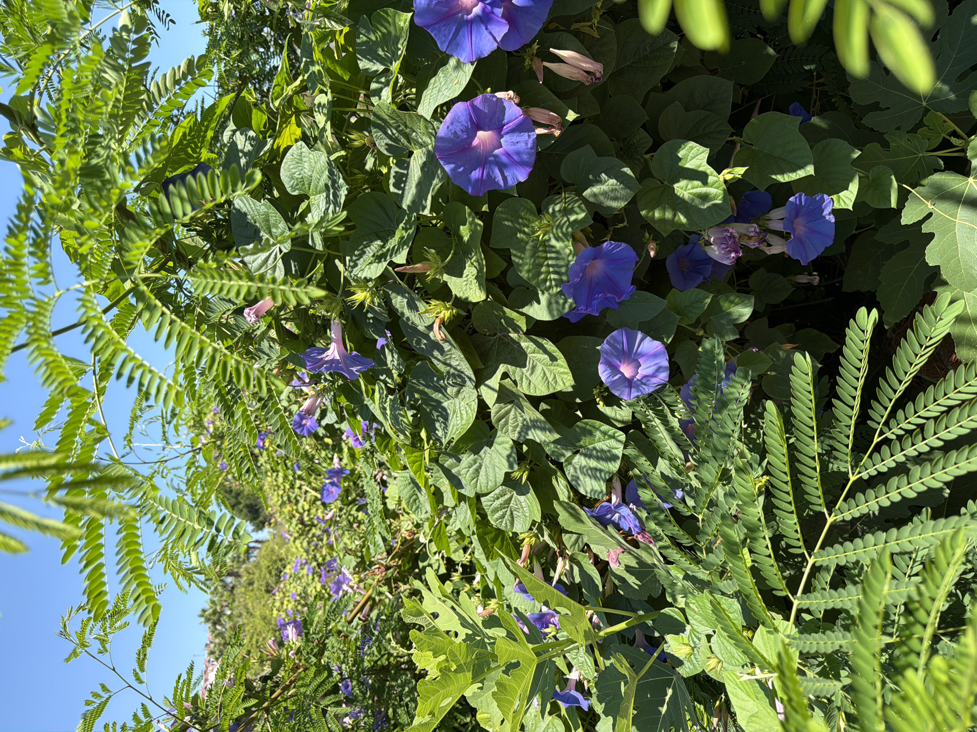 This media file is a close-up, vertical shot of lush green foliage and blooming purple morning glory flowers against a bright blue sky. The scene is filled with various types of leaves, including broad, heart-shaped ones and delicate, fern-like fronds. The morning glories, in shades of vibrant purple and pink, are in various stages of bloom, with some fully open and others unfurling or wilting. The sunlight casts dappled shadows across the leaves, indicating a sunny day, likely in the late morning or early afternoon. The overall impression is one of a wild, overgrown garden or natural setting, full of life and color. There is no visible text or discernible activity or event taking place, other than the natural growth and blooming of the plants. The camera angle suggests the viewer is looking up into the dense foliage.