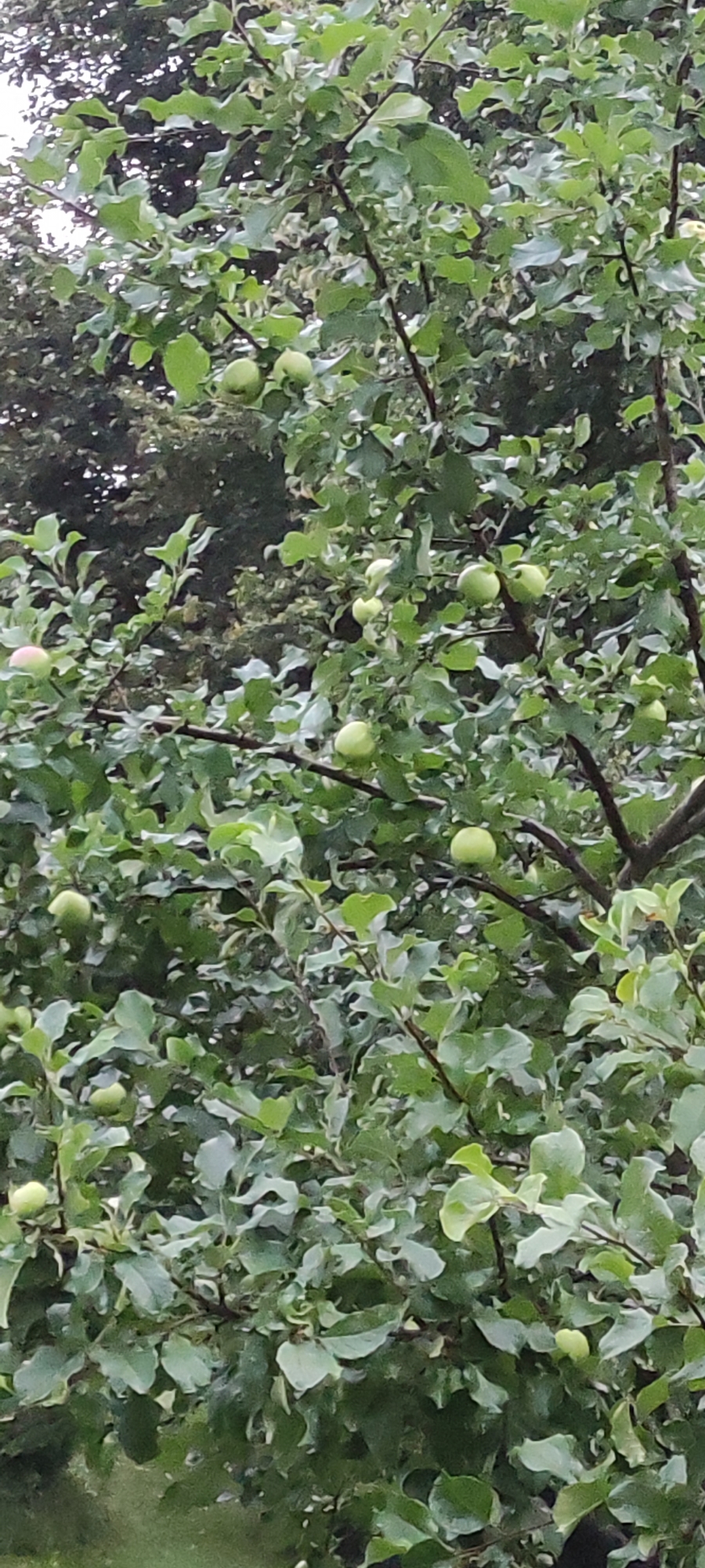 The image shows a close-up of a tree laden with unripe, green apples. The tree is densely covered with green leaves, obscuring much of the background. Several branches are visible, some bearing clusters of apples. The apples are predominantly green, with a few showing a slight blush of pink. The lighting suggests it is daytime, possibly overcast, as there are no harsh shadows. The scene is set outdoors, in a natural environment, likely a garden or orchard. Based on the provided information, this tree is located in the city of Rosinka, Russia. There are no people or animals visible in the image.
