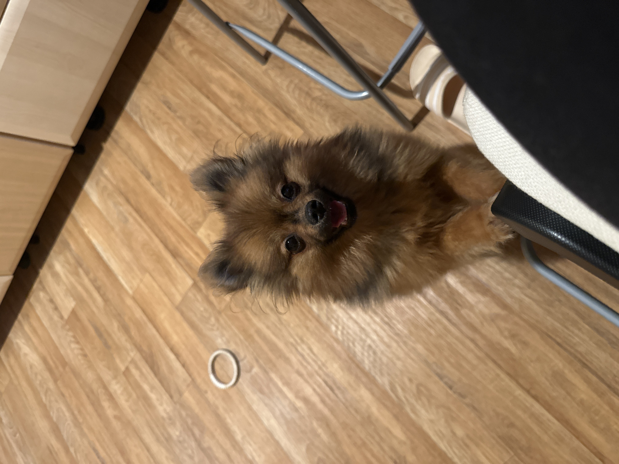 The image displays a fluffy, brown Pomeranian dog looking directly up at the camera. The dog has dark, attentive eyes and its mouth is slightly open, revealing a pink tongue, conveying an expression of curiosity or excitement. Its fur is a mix of brown and lighter tan colors, appearing soft and dense.
The dog is situated indoors on a light-colored wooden floor, which features a diagonal plank pattern. To the far left, a section of a light wooden cabinet or furniture piece is visible. In the upper right quadrant and behind the dog, the silver metal legs of a chair or stool are present, along with a light beige slipper or sandal. A small, white, circular ring object lies on the wooden floor to the lower left of the dog.
The setting is an indoor environment, likely a home, with lighting that suggests a cozy, possibly artificially lit, atmosphere. No specific activity beyond the dog's attentive gaze towards the camera is discernible. There is no visible text in the image. This media file is from Arzberg, Germany.