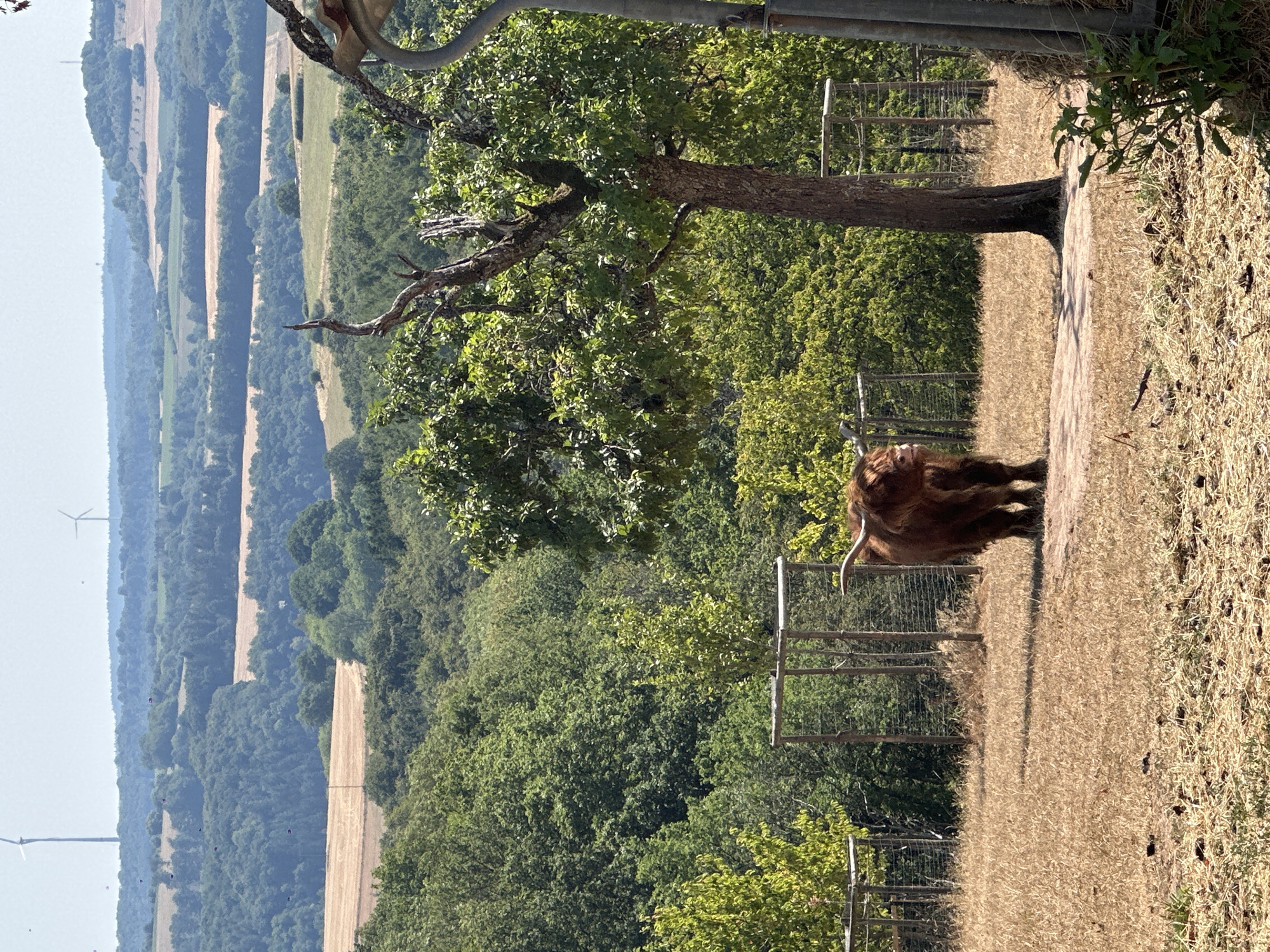 The image is a landscape view of a rural area with rolling hills covered in green trees and fields. In the foreground, a shaggy, brown Highland cow stands on dry, straw-like grass. The cow is facing the left of the frame, with its head turned slightly towards the viewer. Behind the cow, there are a few wire fences and more trees. In the distance, several wind turbines are visible on the horizon. The sky is clear and pale blue. The scene appears to be in the countryside.