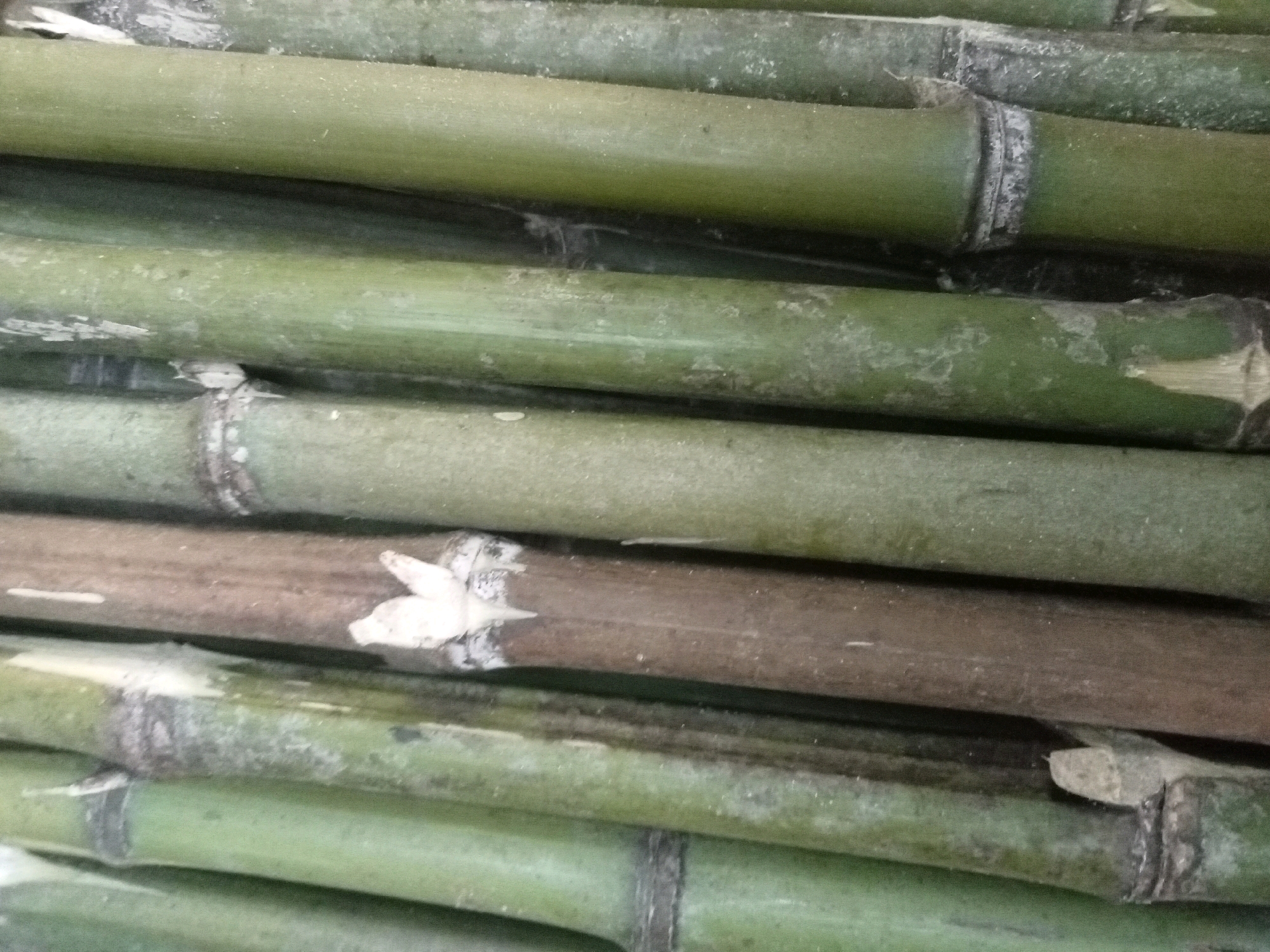 The image shows a close-up, top-down view of several thick, green bamboo stalks stacked horizontally. The stalks are of varying shades of green, with some showing hints of brown and a slightly fuzzy texture. They appear to be dry and aged, with some discoloration and minor imperfections visible on their surfaces. The stalks are arranged in a dense, layered fashion, with distinct nodes and internodes visible. The lighting is soft and diffused, creating subtle shadows that emphasize the cylindrical shapes of the bamboo. No people or specific locations in Rambeanak, Indonesia, are visible.