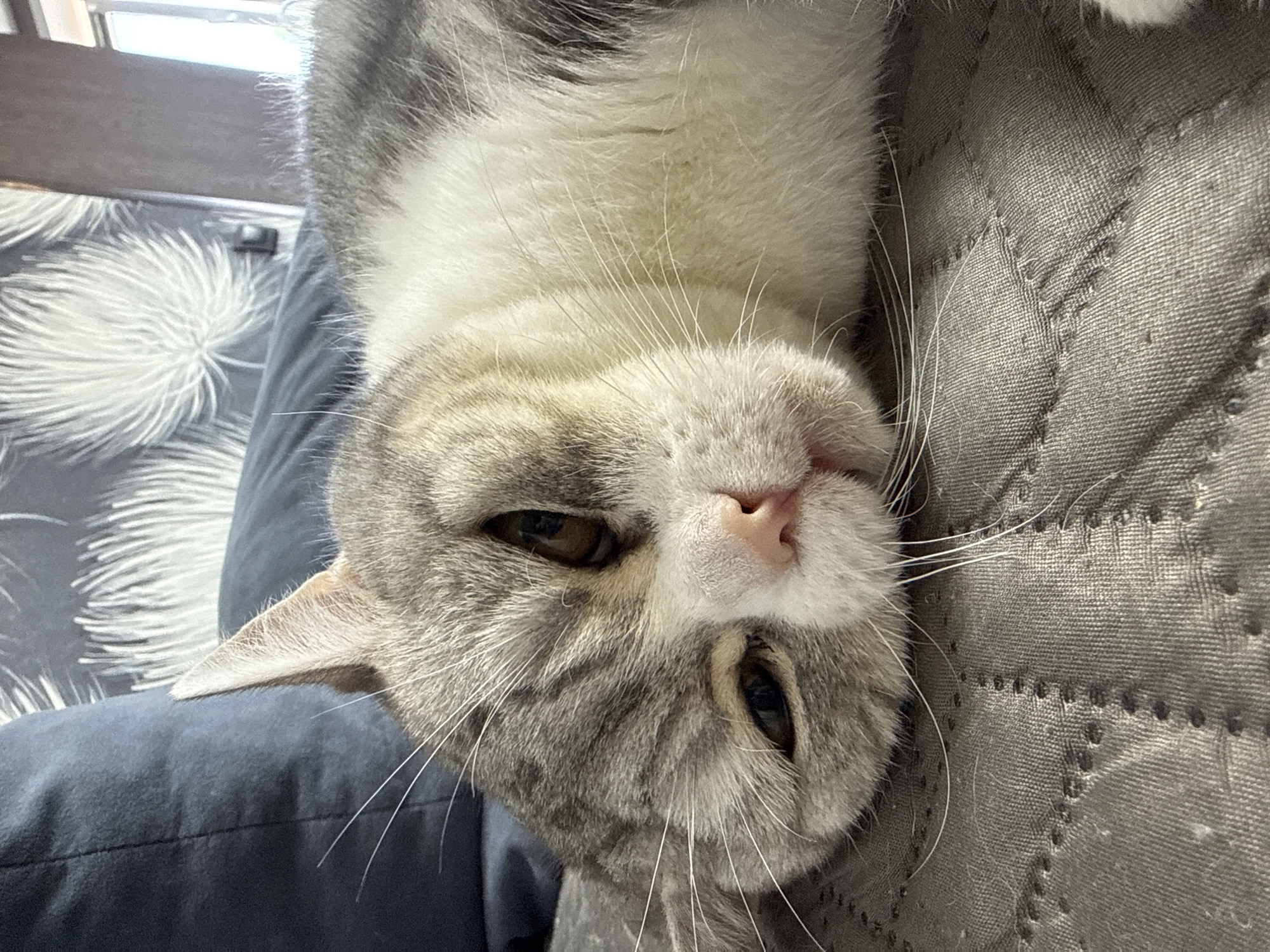 A gray and white cat is lying on its back on a quilted gray blanket. The cat's head is tilted to the side, and it has one eye partially open. The cat is lying on a person's lap, which is covered in blue fabric with a white palm leaf print.
There is no information to suggest this image was taken in Chaikovsky, Russia.