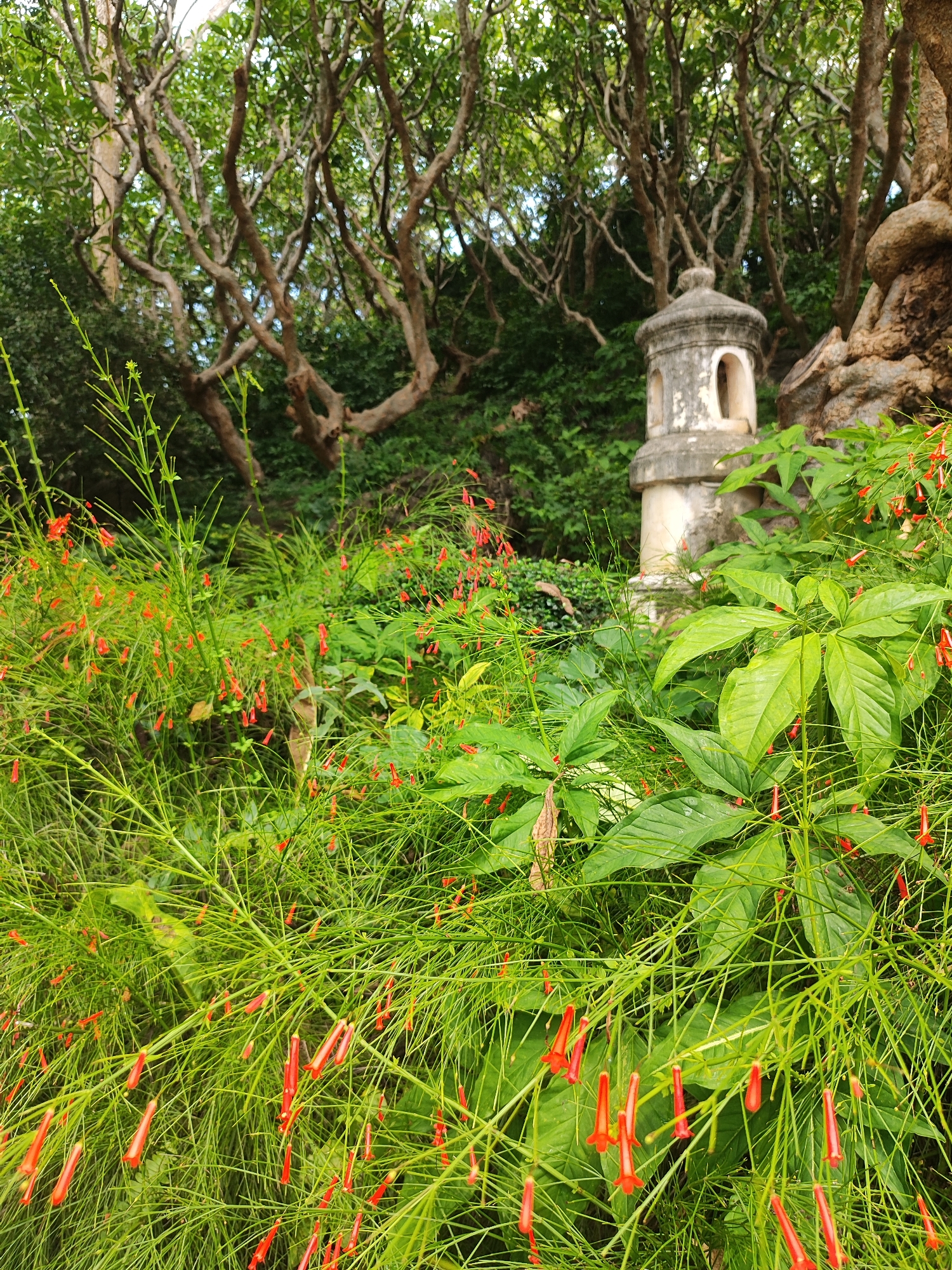 The image depicts a lush garden scene in Phetchaburi, Thailand. In the foreground, a dense arrangement of green foliage with delicate, thin stems is adorned with numerous small, tubular red flowers. Among this vibrant greenery, larger, broad green leaves are interspersed. In the mid-ground, a weathered, pale grey, multi-tiered stone structure, possibly a lantern or miniature stupa, stands partially obscured by the vegetation. Behind this structure, the gnarled, twisting branches of mature trees dominate the background, their leaves forming a dense canopy overhead, suggesting a natural, somewhat overgrown environment. The overall impression is one of natural beauty and tranquility, with the stone structure adding a touch of historical or cultural interest to the otherwise wild setting.