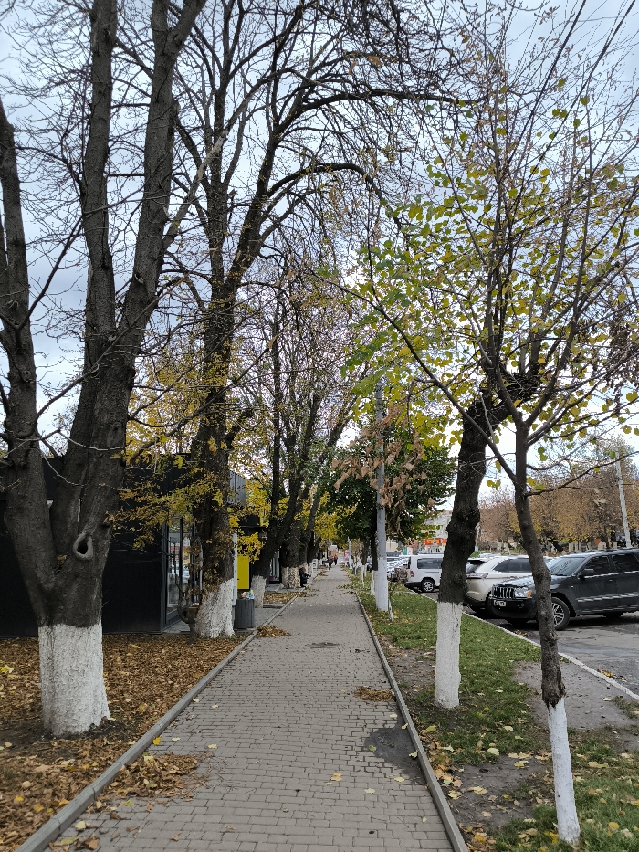 The image depicts a pedestrian sidewalk and a parallel street in Illintsi, Ukraine, during daylight under an overcast sky, characteristic of late autumn or early winter.
On the left, a paved sidewalk, constructed from interlocking grey concrete pavers, extends into the distance. It is bordered by a row of mature deciduous trees with largely bare, dark branches, though some retain sparse clusters of yellow and greenish-yellow leaves. The lower trunks of these trees are painted white. Fallen dry leaves (predominantly yellow and brown) are scattered across the sidewalk and on the unpaved ground directly beneath the trees. Behind these trees, a dark-colored building with large glass windows and some yellow signage is partially visible.
To the right of the sidewalk, a narrow strip of green grass, also interspersed with fallen leaves, separates the pedestrian path from a paved road or parking area. A second row of trees, younger and smaller than those on the left, also with whitewashed lower trunks and some remaining green/yellow foliage, stands on this grassy strip. Beyond these trees, a line of parked vehicles, including several SUVs and sedans, are visible along the street, facing parallel to the sidewalk.
In the mid-distance along the sidewalk, several indistinct human figures can be observed walking. Further in the background, more urban structures and trees are visible beneath the light grey, cloudy sky.