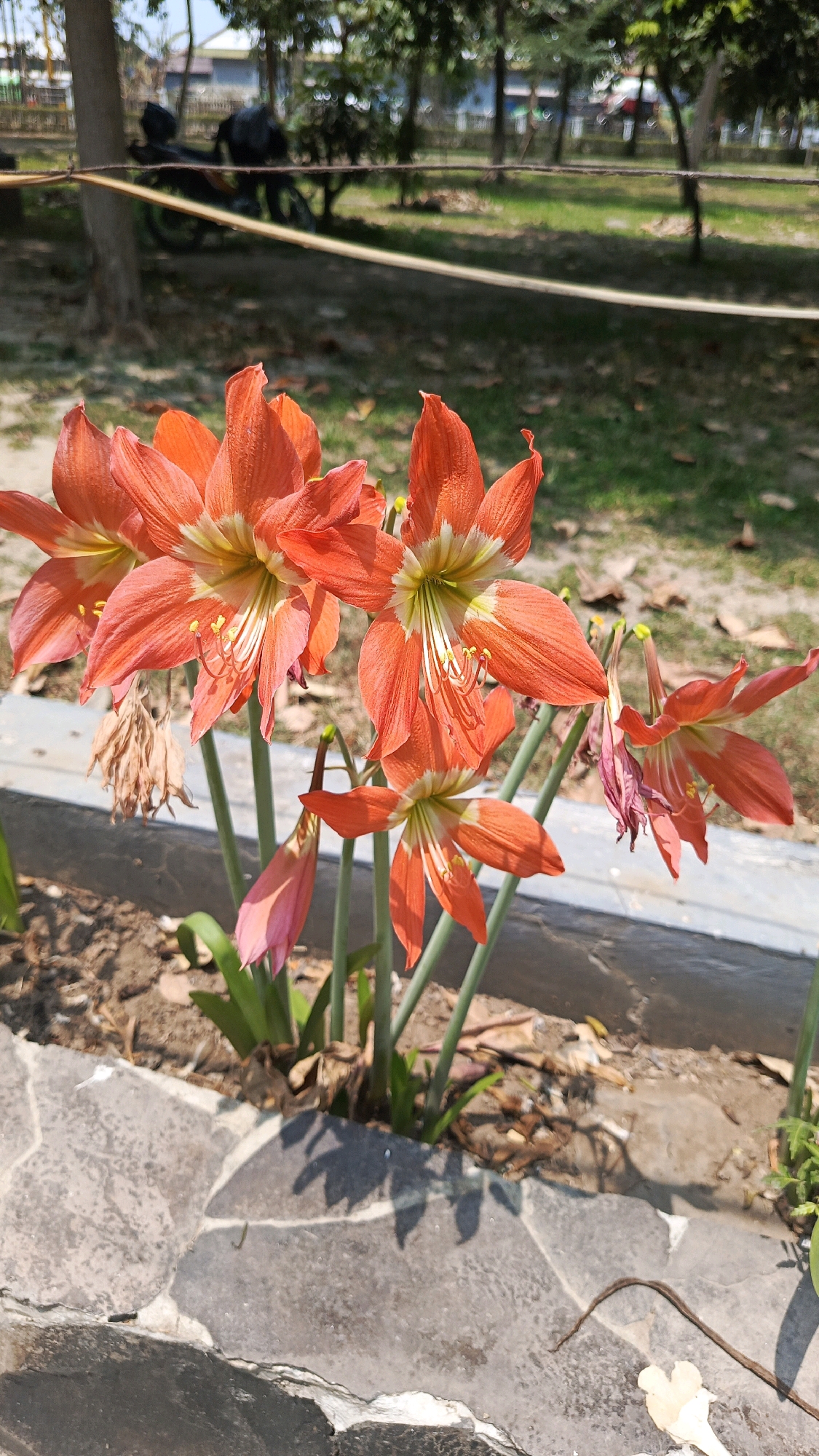 A medium shot shows a cluster of vibrant orange amaryllis flowers blooming in a garden bed bordered by a stone pathway. The flowers are in various stages of bloom, with some fully open and others still in bud. Their petals are a striking orange with delicate white and yellow streaks in the center, and their stamen are visible and tipped with yellow pollen. A few dried brown leaves are scattered amongst the plants, and one pink bud is visible at the lower left. In the background, a blurred scene depicts trees, grass, and what appears to be a road with a motorcycle and two people, suggesting an outdoor public space. The lighting indicates it is daytime, with sunlight casting shadows on the stone path. The location is identified as Babadan, Indonesia.