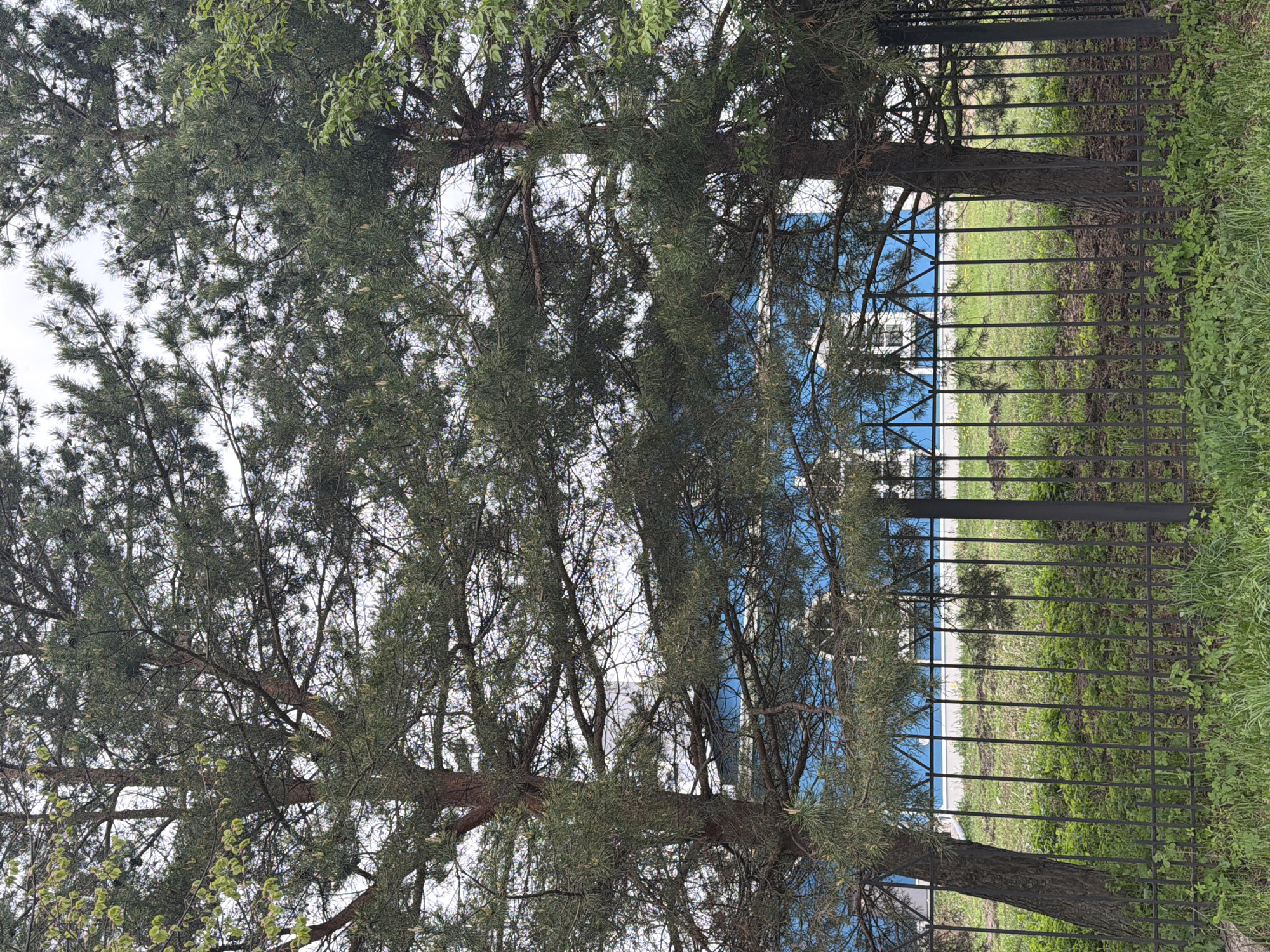 The image shows a view through trees and a black metal fence in Votkinsk, Russia. A blue and white building is visible in the background through the spaces in the fence. Green grass is on the ground on the near side of the fence. The trees in the foreground have dark green foliage, obscuring much of the scene. The sky is overcast and white.