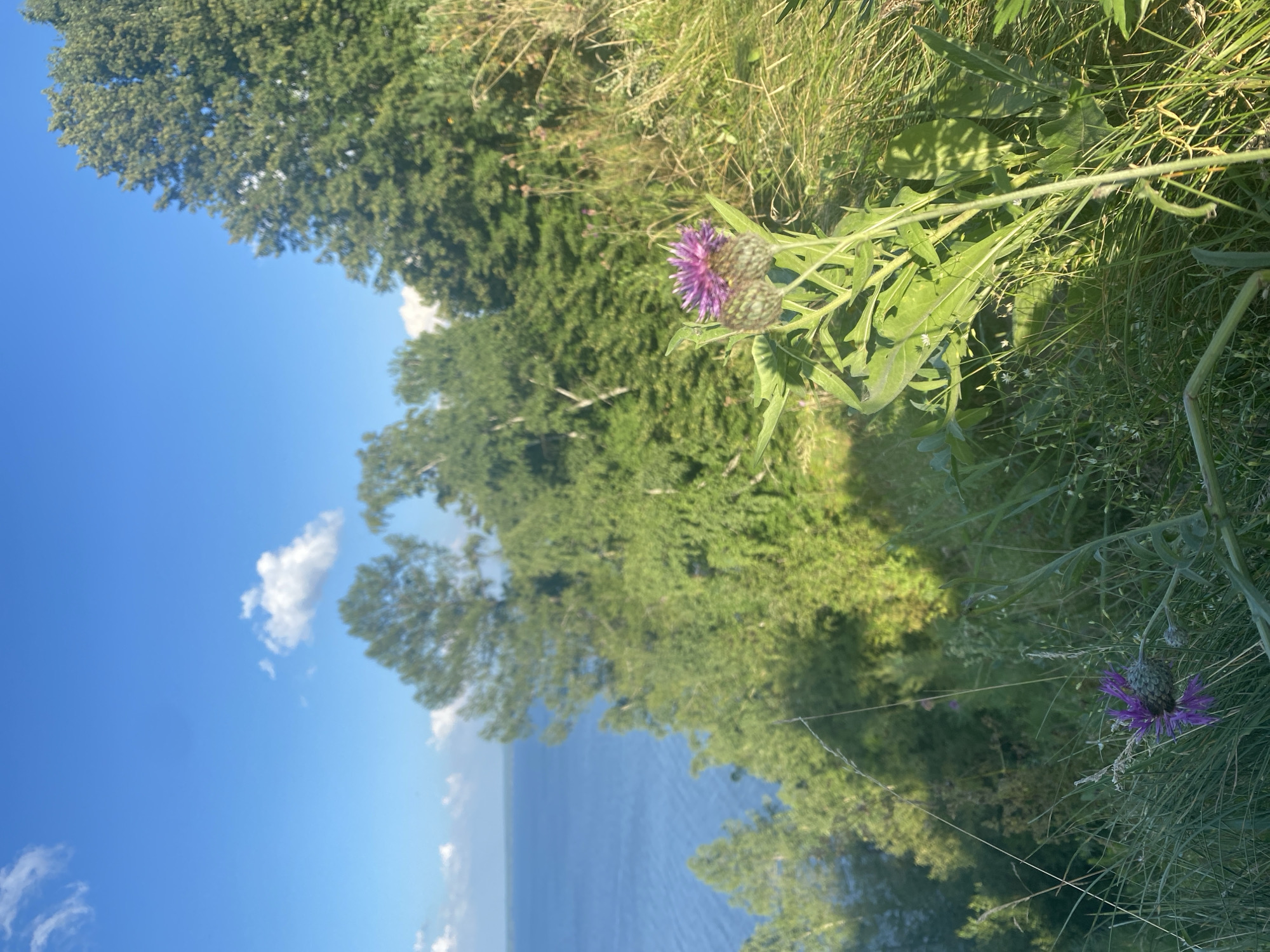 The image depicts a sun-drenched natural landscape on a hillside overlooking a large body of water, likely a river or lake. In the foreground, several thistle-like plants with purple flowers and spiky buds are visible, growing amidst tall, dry grasses. The hillside is covered in lush green vegetation and trees. In the background, a vast expanse of blue water stretches to the horizon, where it meets a clear blue sky dotted with a few white clouds. The scene is indicative of a warm, sunny day in a rural or natural setting. The specific location in the city of Kostovaty, Russia, is not directly identifiable from the visual elements alone.