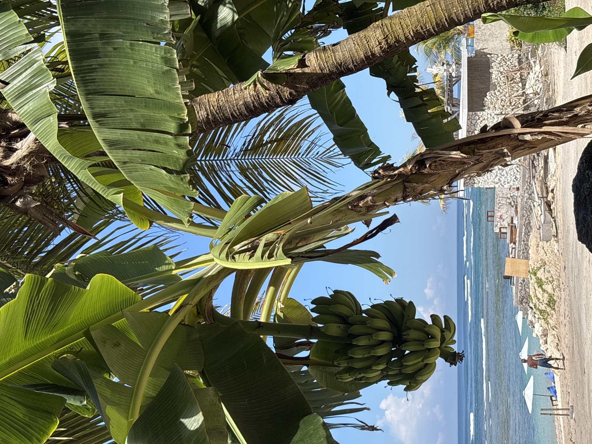 A ground-level, rotated, medium shot shows a banana tree bearing a bunch of green bananas against a seaside scene near Kutuh, Indonesia. The tree's trunk and large green leaves occupy the left and upper portions of the frame, while the ocean and beach fill the right and lower areas. The sky is a bright blue. Palm leaves are visible behind the banana leaves. A person is walking along the sandy beach. White umbrellas and lounge chairs are sparsely situated near the shoreline. A building constructed of light-colored rock and mortar is visible. The ocean waves are light with a foamy whitecap, contrasting with the deeper blue of the sea.