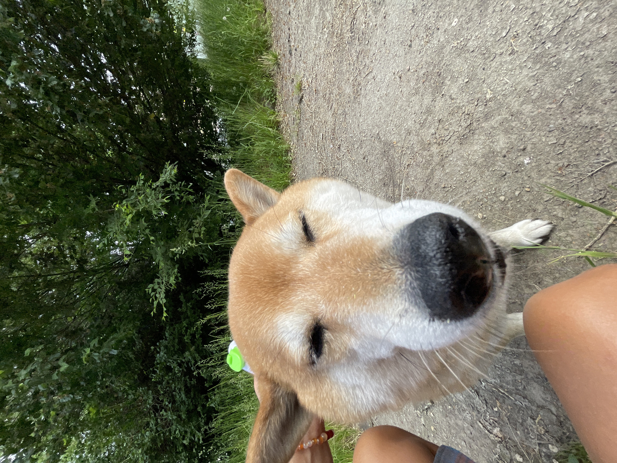 A close-up shot captures a Shiba Inu dog with its eyes partially closed, looking directly at the camera. The dog is positioned in the foreground, with its nose and snout dominating the frame. Behind the dog, a person's legs are visible, indicating they are sitting or kneeling. The environment appears to be outdoors, with a gravel path in the foreground and a dense green forest with trees and tall grass in the background. The scene suggests a relaxed, casual moment, possibly during a walk or outing in a natural setting within Zheleznogorsk, Russia.