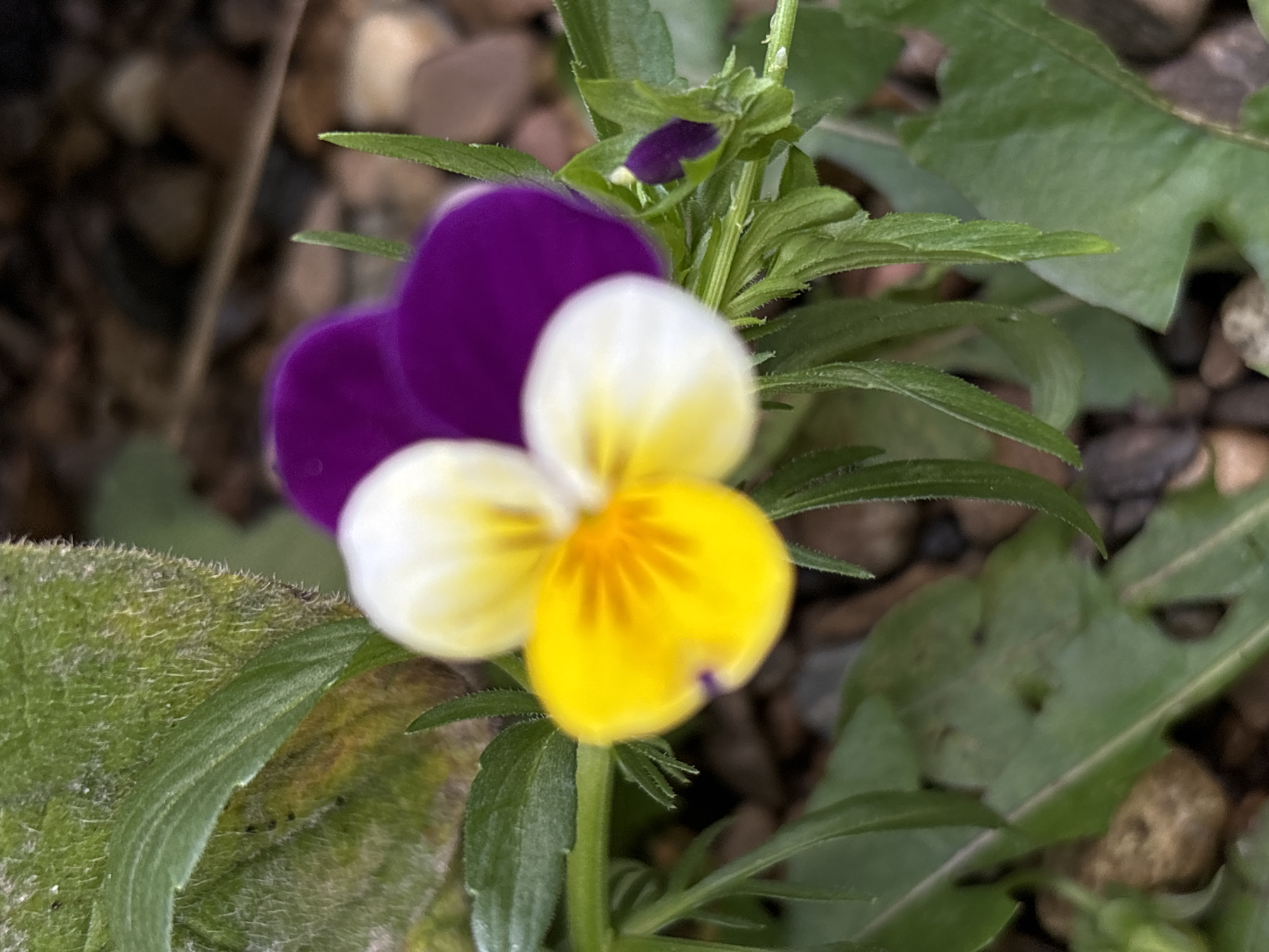 A close-up shot shows a pansy flower with yellow and white petals in the foreground. Two dark purple petals are visible behind the yellow and white ones. The flower is surrounded by green leaves and stems. The background consists of blurred brown pebbles and soil. The image was taken in Perm, Russia.