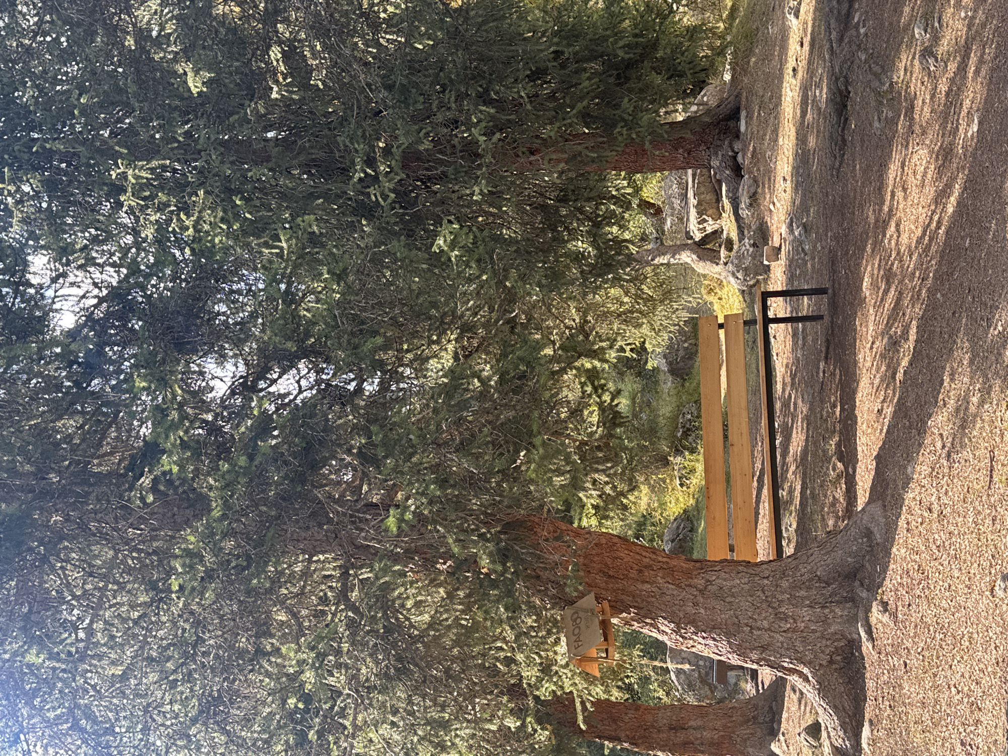 A wooden bench with a black metal frame sits in a clearing beneath the dense branches of two evergreen trees. A small wooden bird feeder, labeled "FAO80," is attached to the trunk of the tree on the left. The ground is covered in fallen pine needles and dry leaves, with scattered rocks and exposed tree roots. In the background, a rocky incline is visible, along with more trees and vegetation. The scene is lit by bright sunlight, casting long shadows. The location is Unknown, Kyrgyzstan.