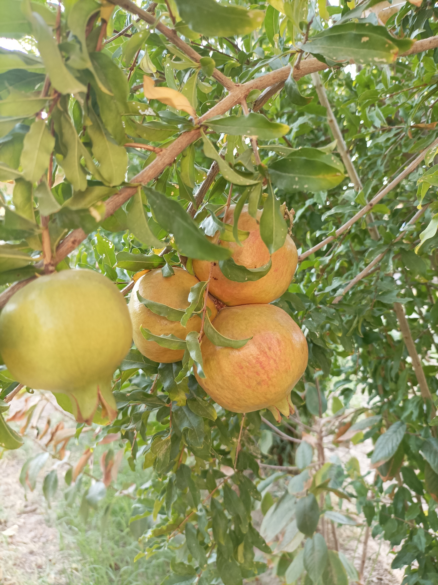A close-up, eye-level shot captures a cluster of young pomegranates growing on a tree. The pomegranates are predominantly pale green and yellow, with some showing hints of red blush. They are clustered together on branches, surrounded by lush green leaves. The background is a blur of more foliage and dappled sunlight, suggesting an outdoor setting. The image appears to be taken in an orchard or garden. There are no people or animals visible. The overall impression is one of natural growth and potential harvest. It is not possible to determine the specific location in Seýdi, Turkmenistan from the image alone.