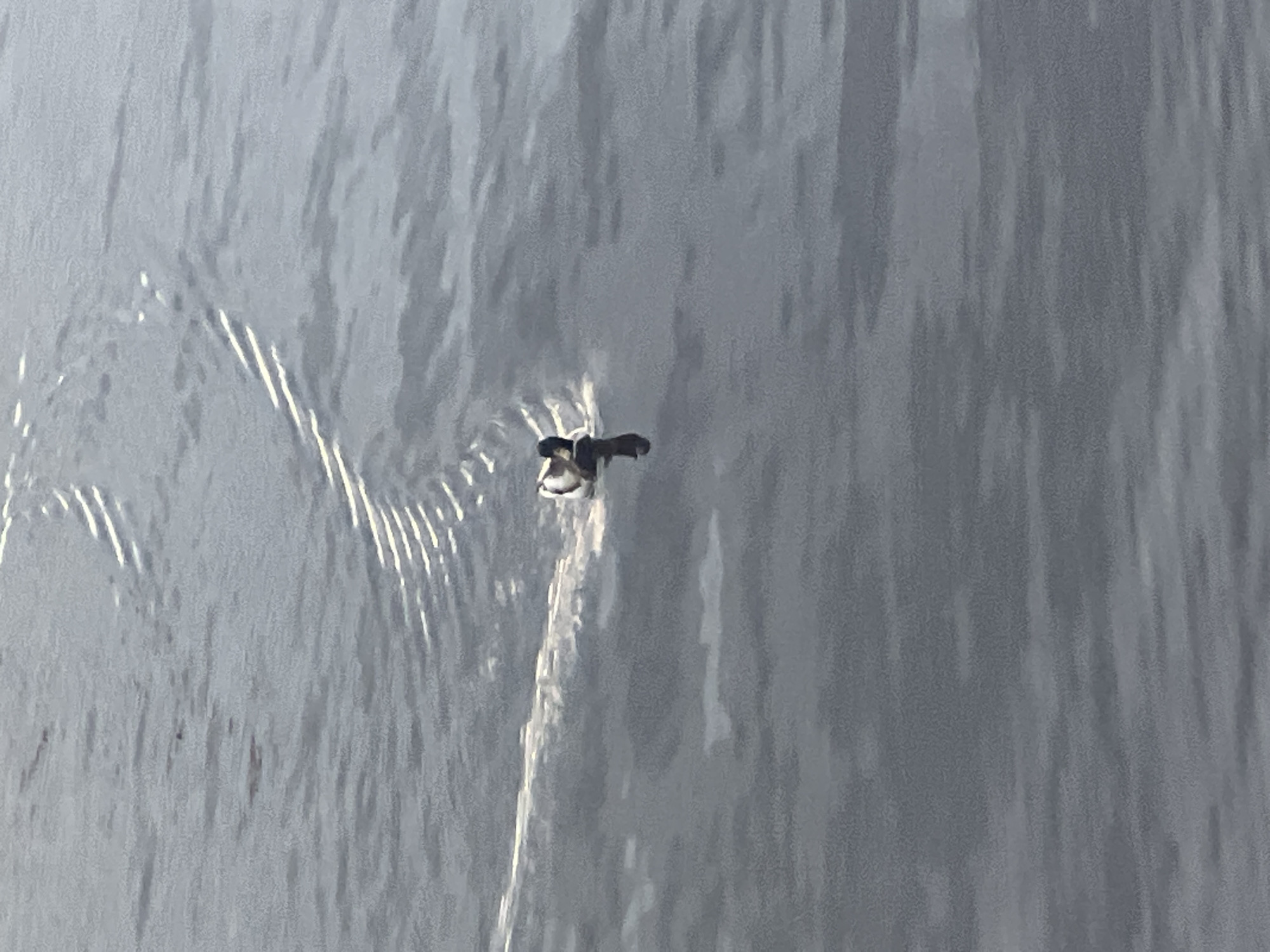 The image displays a small, dark bird in flight, positioned centrally against a textured background of flowing water. The bird has a dark body and outstretched wings, appearing to be captured mid-action, either skimming the water's surface or just emerging from it.
The background consists primarily of a dynamic, grayish-white body of water. Numerous vertical streaks and bright, elongated reflections are visible across the water's surface, indicating strong sunlight and the rapid, downward movement of the water, characteristic of a waterfall, a dam spillway, or fast-moving rapids. Subtle ripples and splashes are visible around the bird, confirming its interaction with the water.
The scene takes place during daylight hours, likely under sunny conditions, as evidenced by the intense reflections on the water. There are no human subjects or visible text in the image. The setting suggests a natural or semi-natural environment where water flows freely. The image captures a fleeting moment of a bird interacting with its aquatic environment.