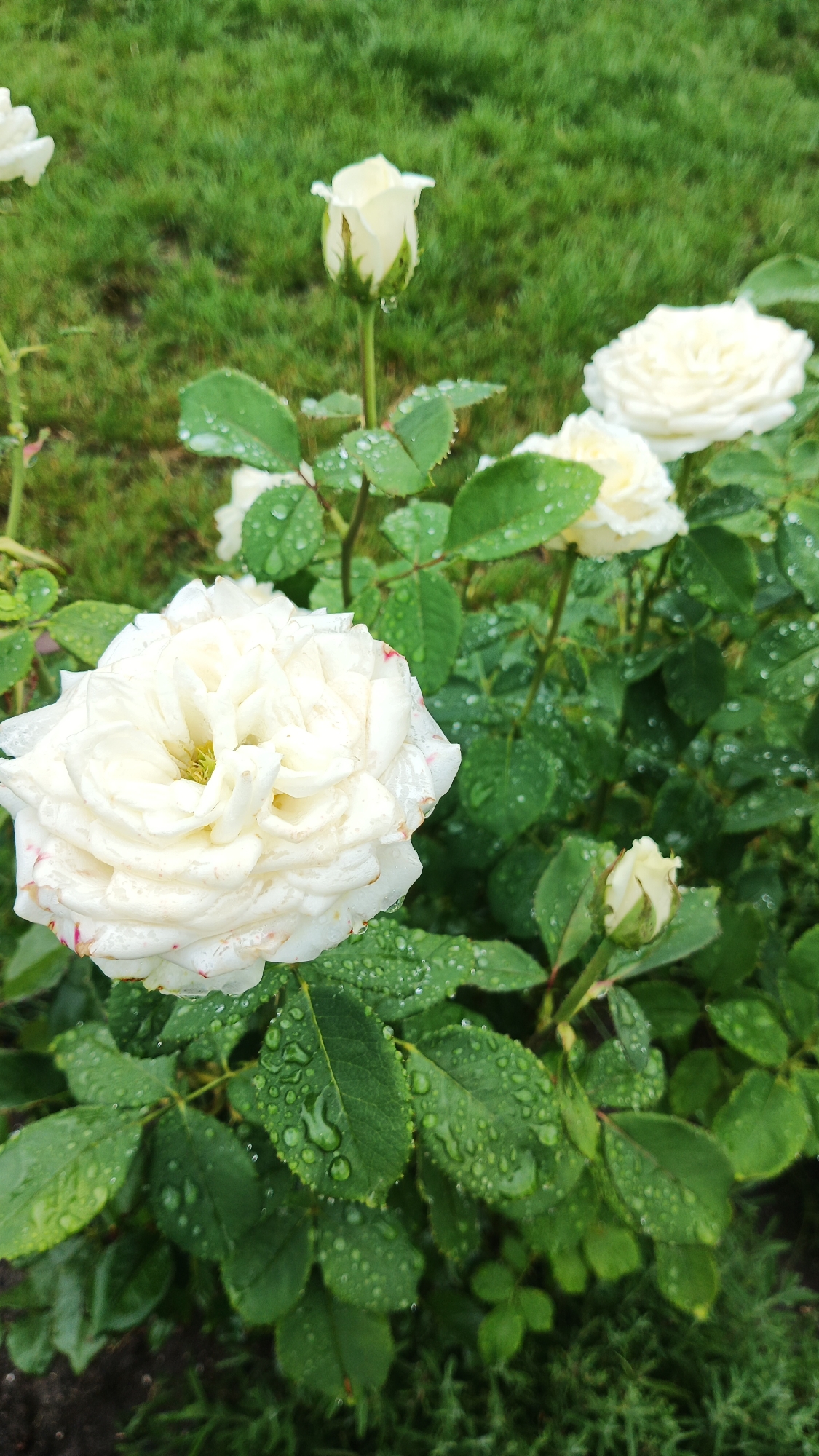 The image shows a close-up of white roses with dew drops on their petals and leaves, set against a backdrop of lush green grass. The roses are in various stages of bloom, from buds to fully opened flowers. The dew drops suggest a recent rainfall or morning dew, indicating a cool, humid environment. The setting appears to be a garden or park, with the focus on the delicate beauty of the roses. The overall mood is serene and natural, evoking a sense of peace and freshness. There are no people or visible text in the image, and the time of day is not explicitly indicated but the presence of dew suggests either early morning or after rain. The location context provided is Kryvyi Rih, Ukraine.